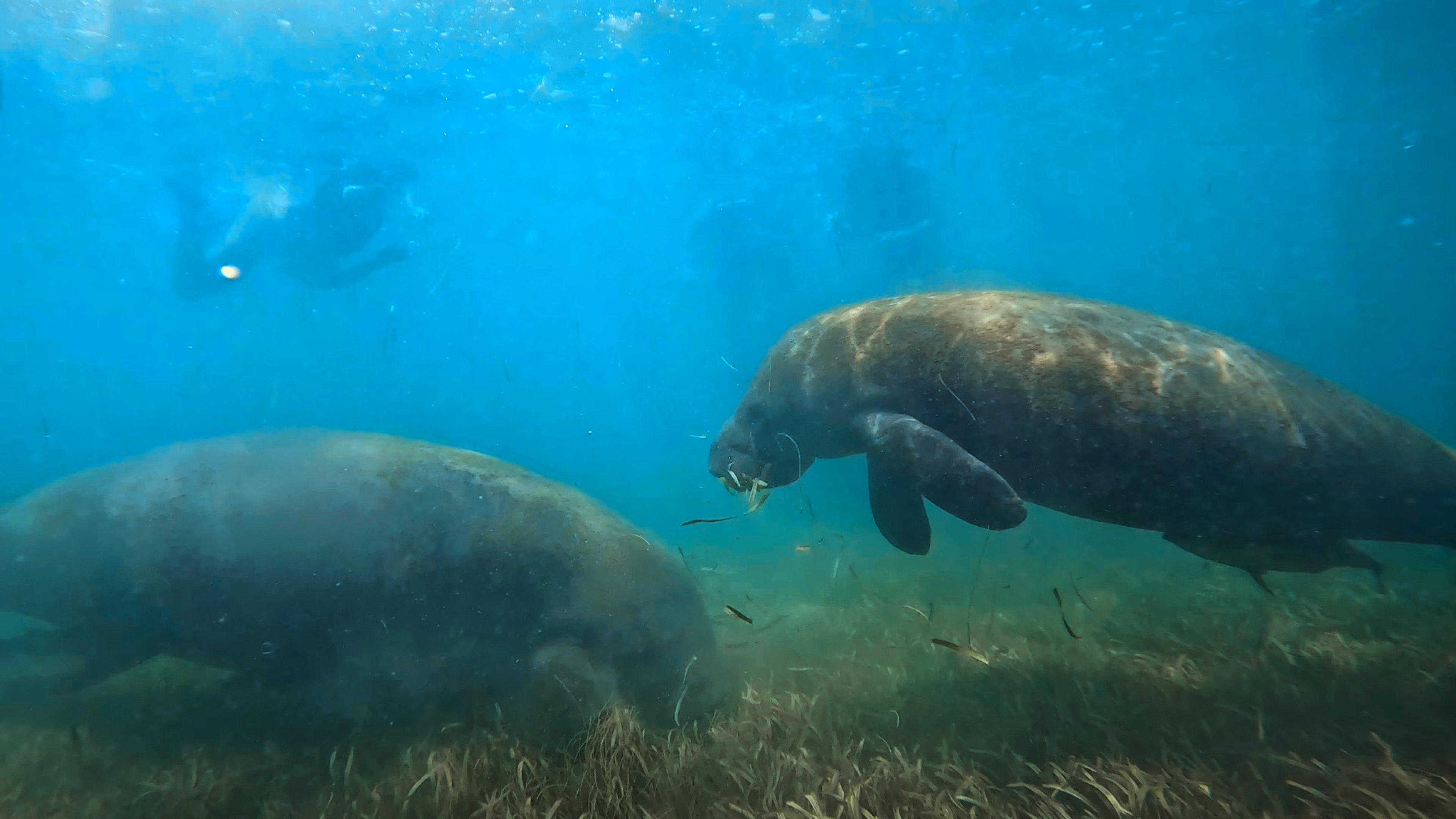 San Juan Snorkel: Sea Turtles, Manatees & Rum