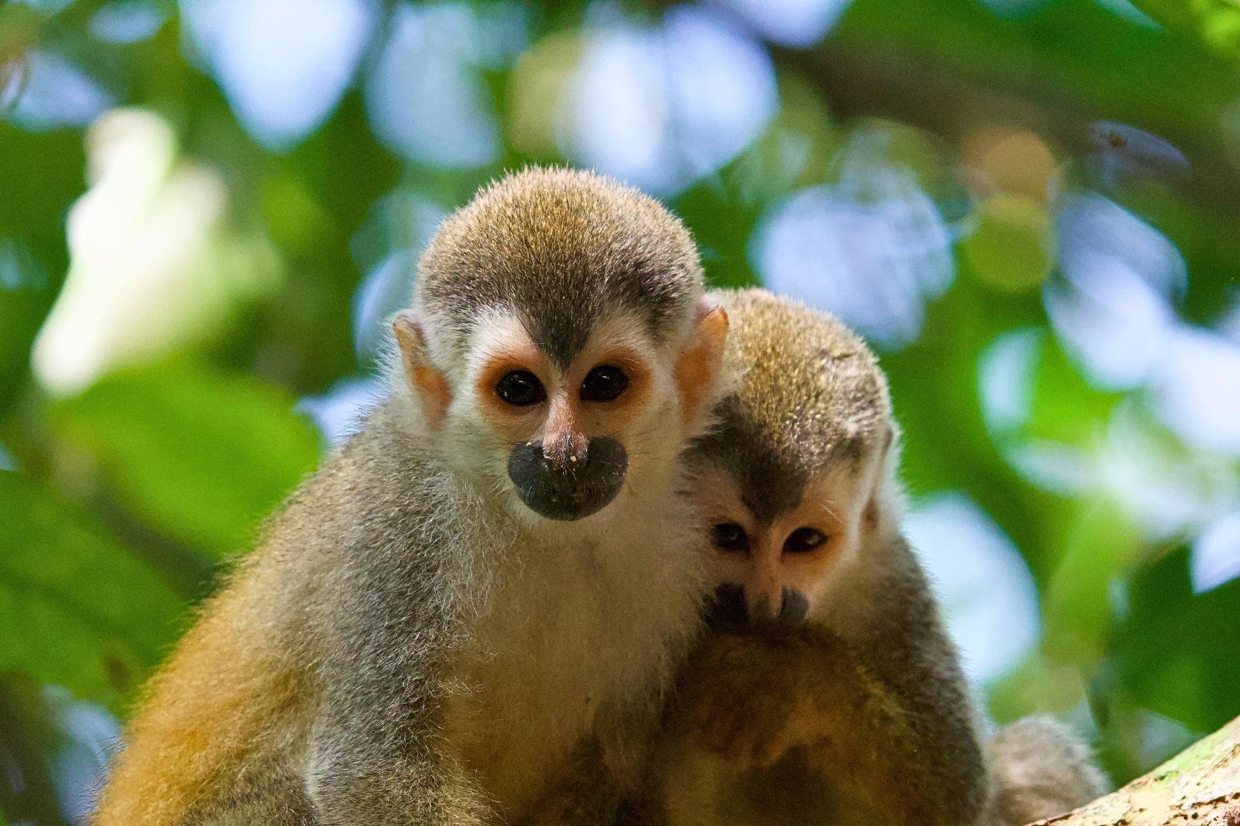 Manuel Antonio National Park: Naturalist-Led Wildlife Walking Tour