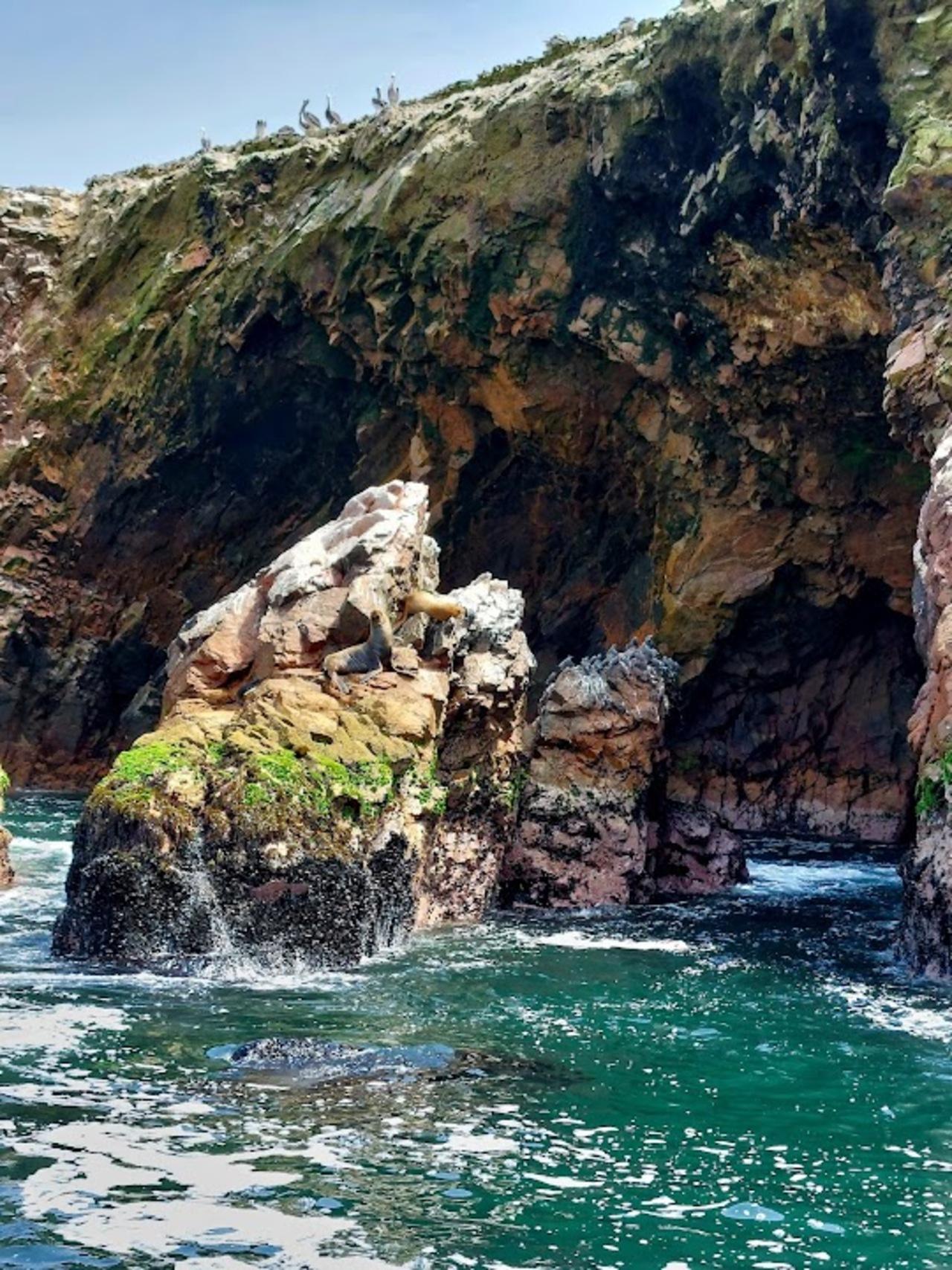 Excursión de un día a Paracas y Huacachina: vida silvestre, aventura en el desierto y cata de vinos