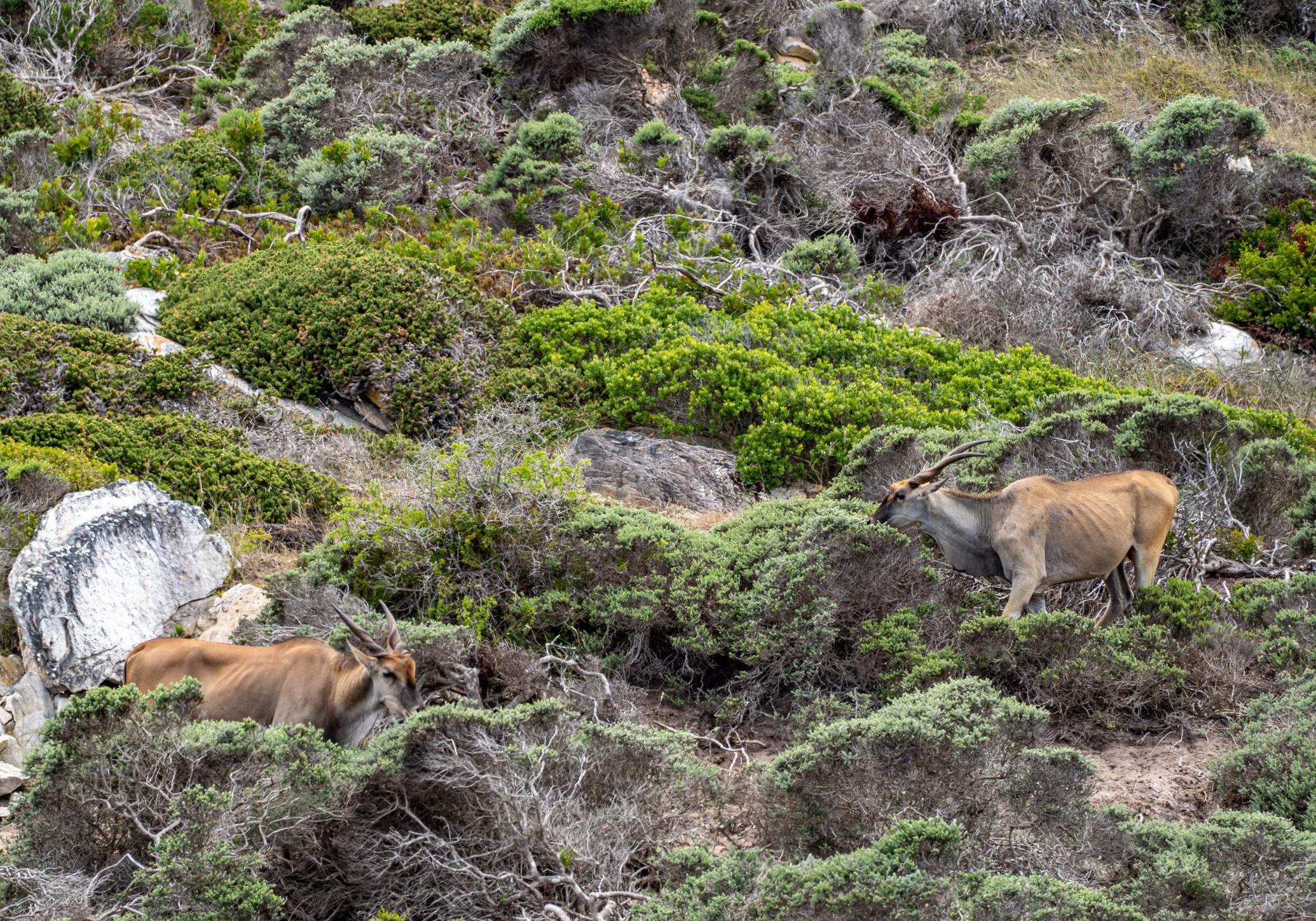 Cape of Good Hope, Penguins & Coastal Highlights Day Tour from Cape Town