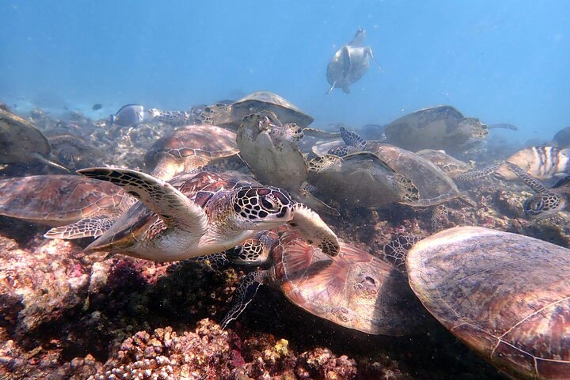 Daymaniyat Islands Snorkeling & Picnic Half-Day Trip