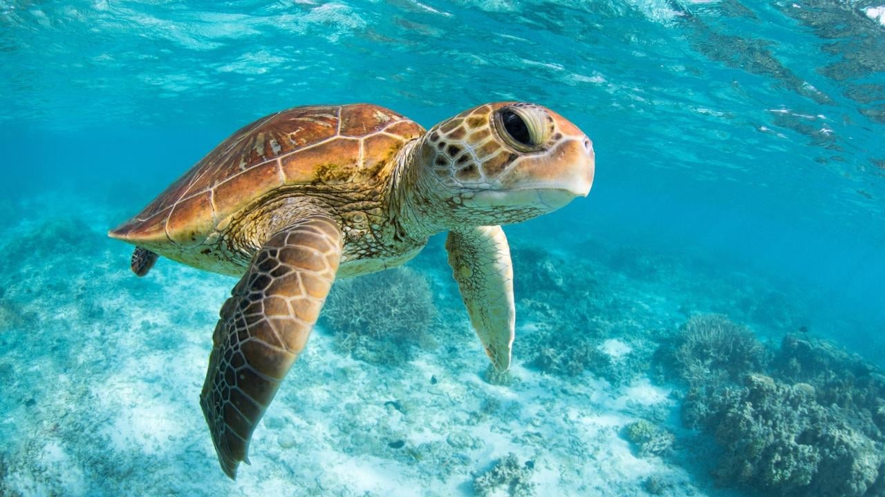 Tulum, Cenote & Sea Turtle Snorkel Day Trip from Riviera Maya