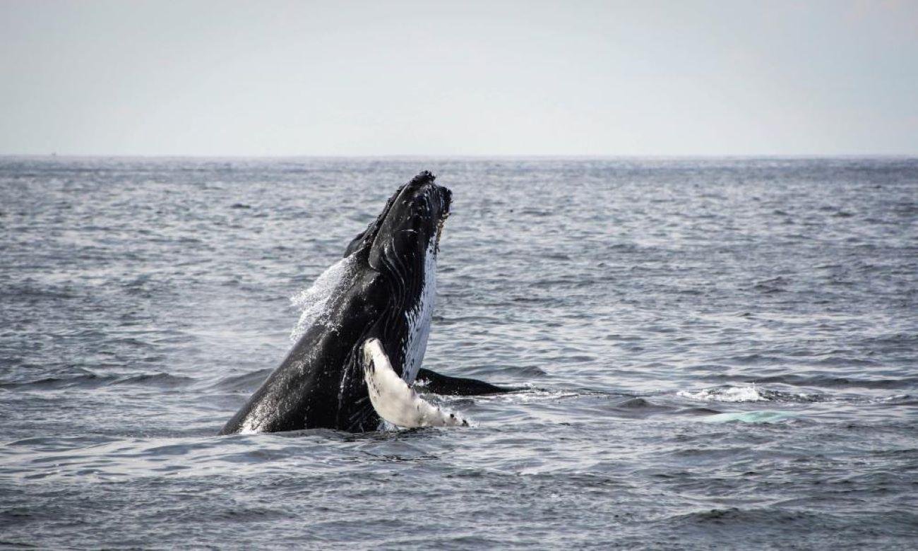 Full-Day Hermanus Whale Watching Tour