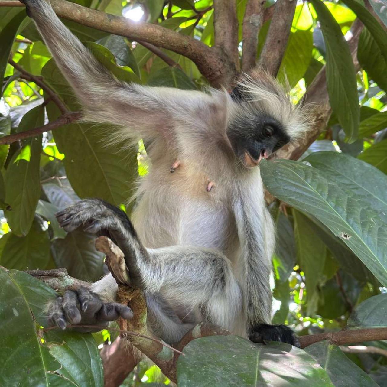Zanzibar Jozani Forest & The Rock Restaurant Day Tour
