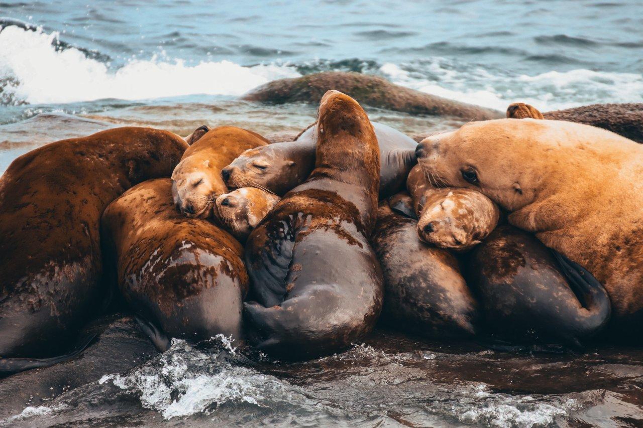 Vancouver whale watching tour — orcas and marine wildlife in the Salish Sea — image 11