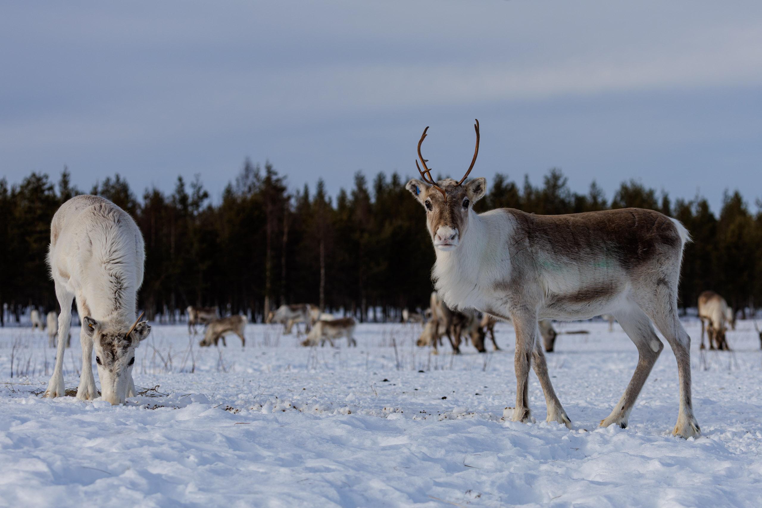 Rovaniemi Reindeer Farm: Herd Encounter & Lapland Culture