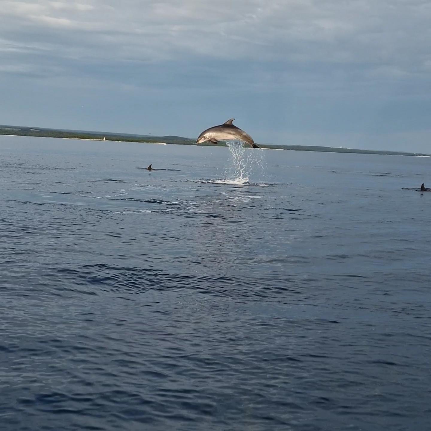 Private Dolphin Watching Sunset Cruise