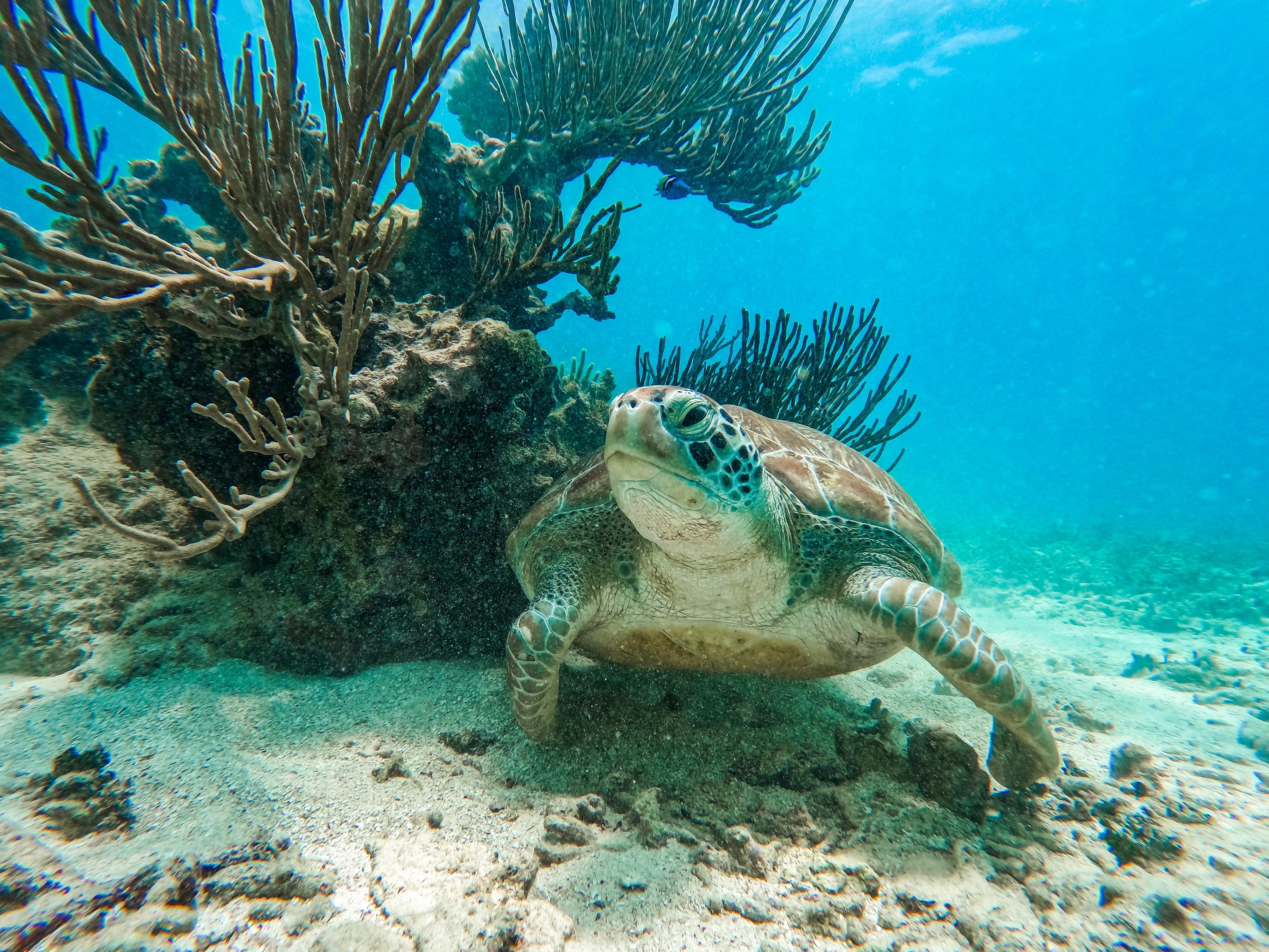 Tulum Reef Snorkeling: Two Sites in Two Hours