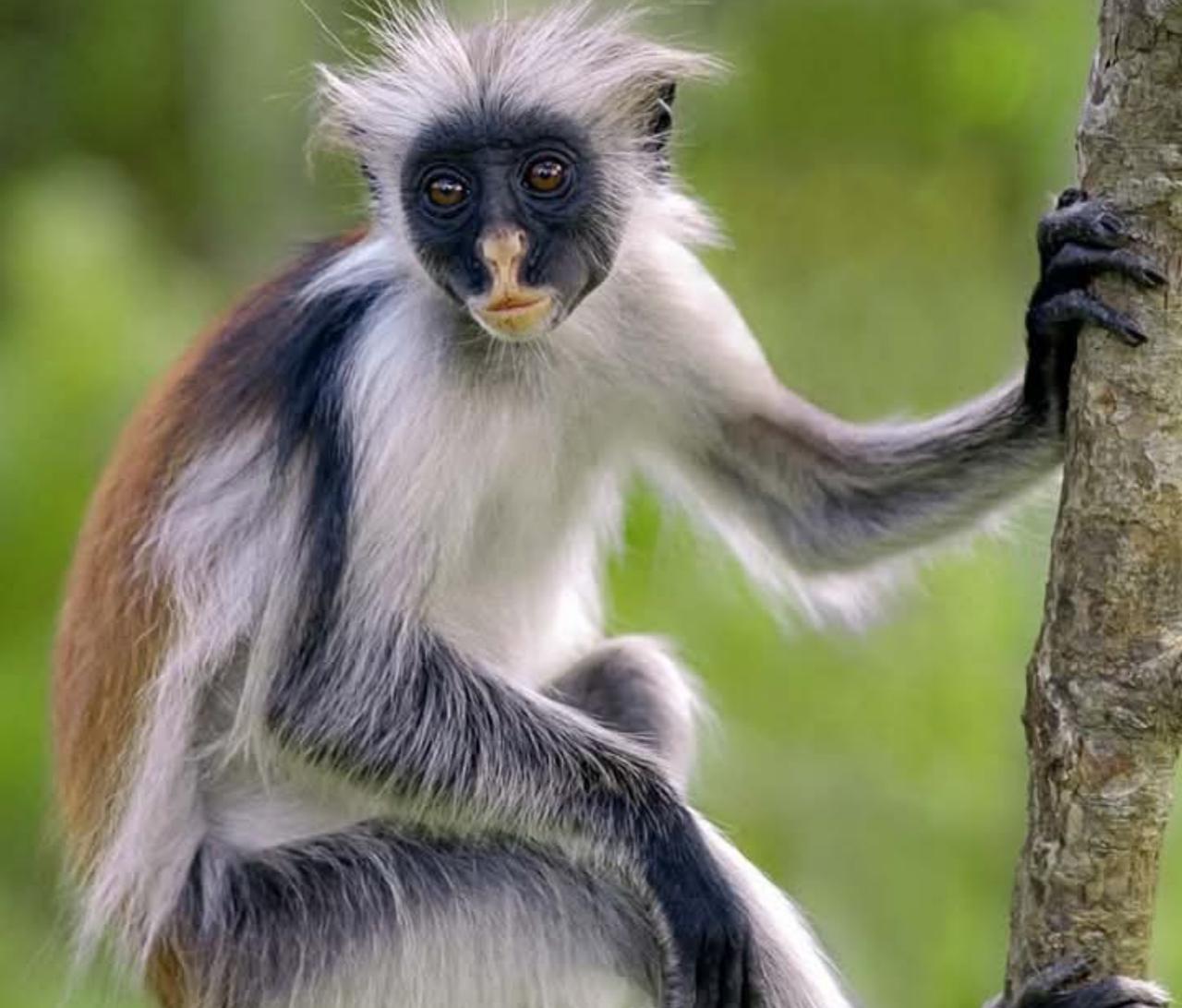 Zanzibar: Jozani Forest, Salaam Cave & The Rock Restaurant Day Tour