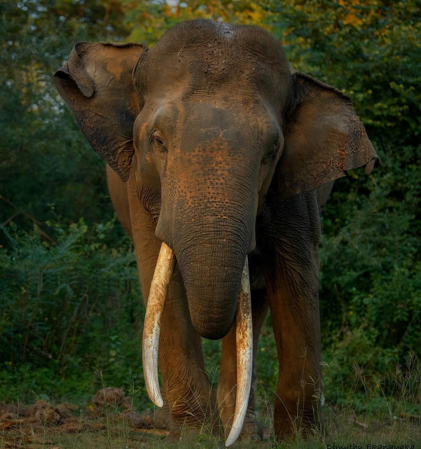Private Full-Day Wilpattu National Park Jeep Safari