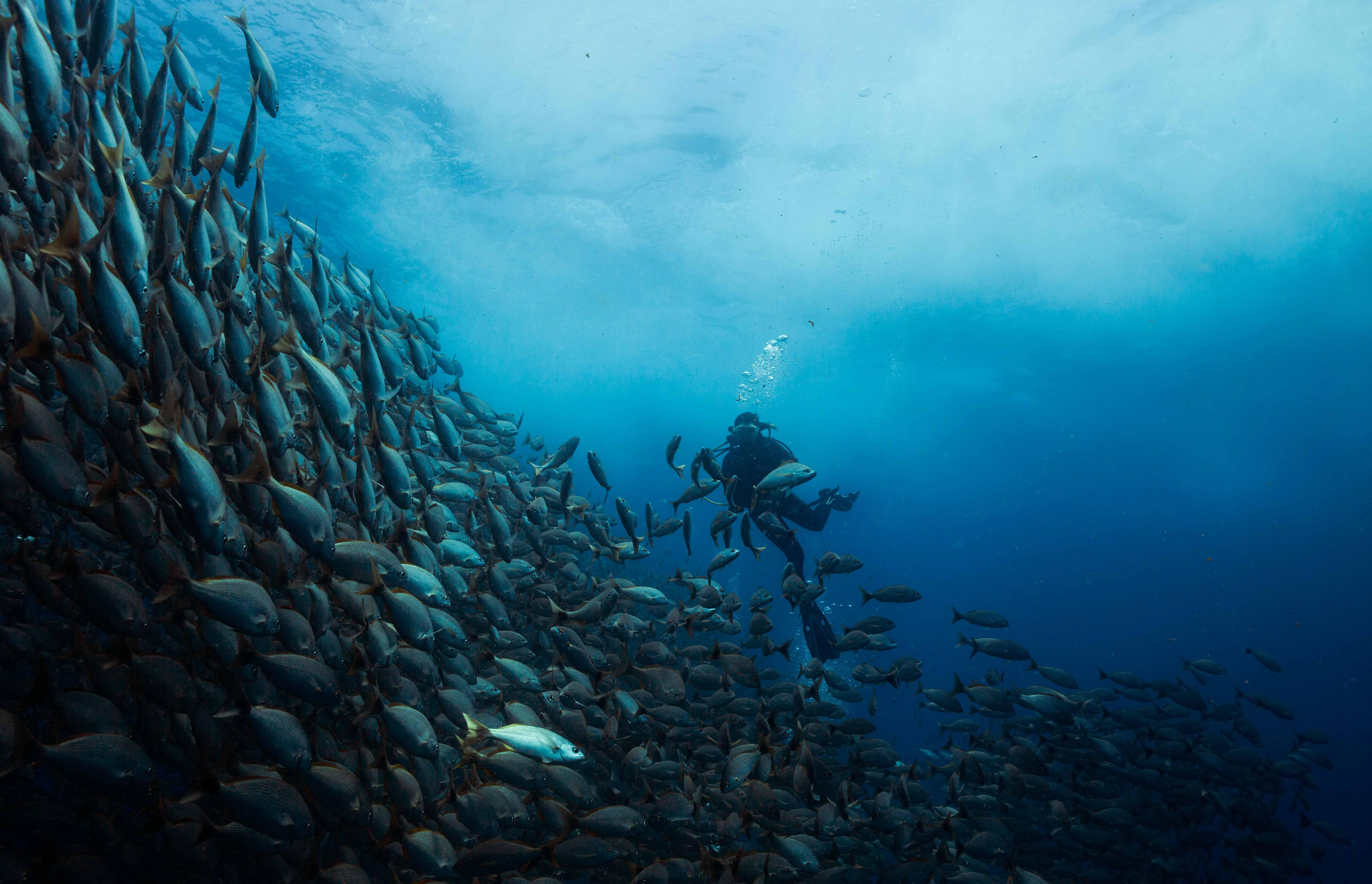 Cabo San Lucas Marine Park: Two-Tank Scuba Diving Adventure