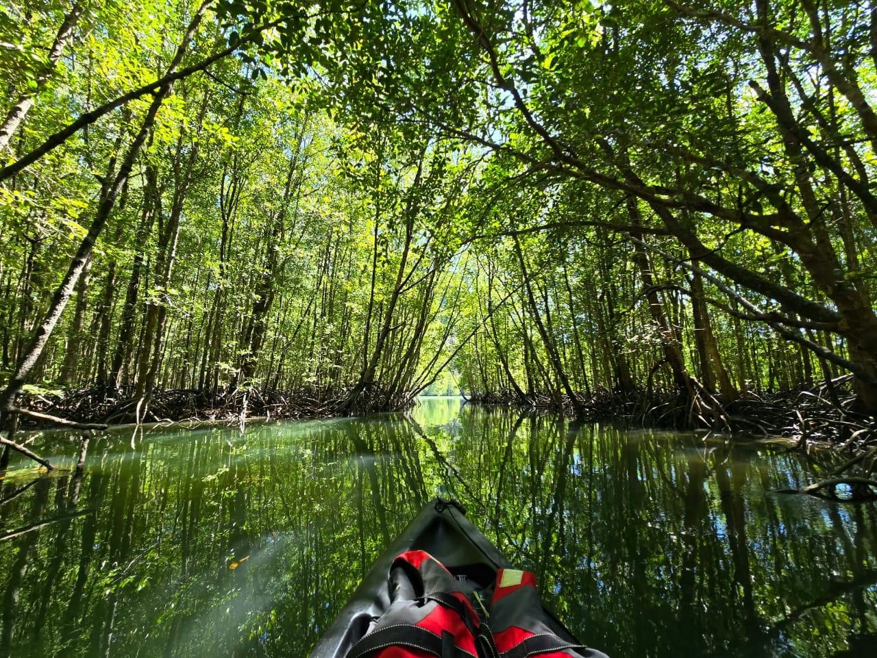 Langkawi Mangrove Kayak Tour