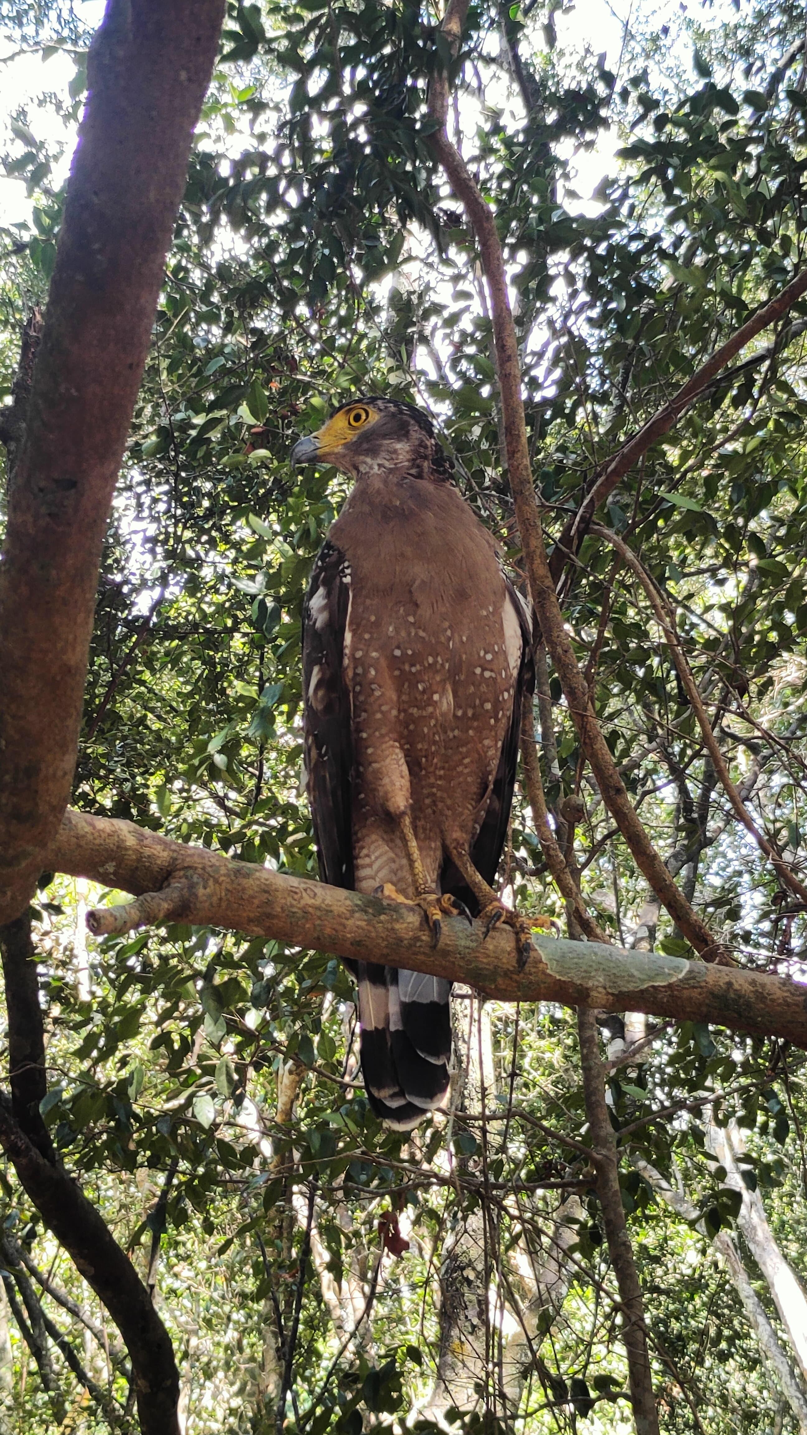 Full-Day Wilpattu National Park Safari from Anuradhapura