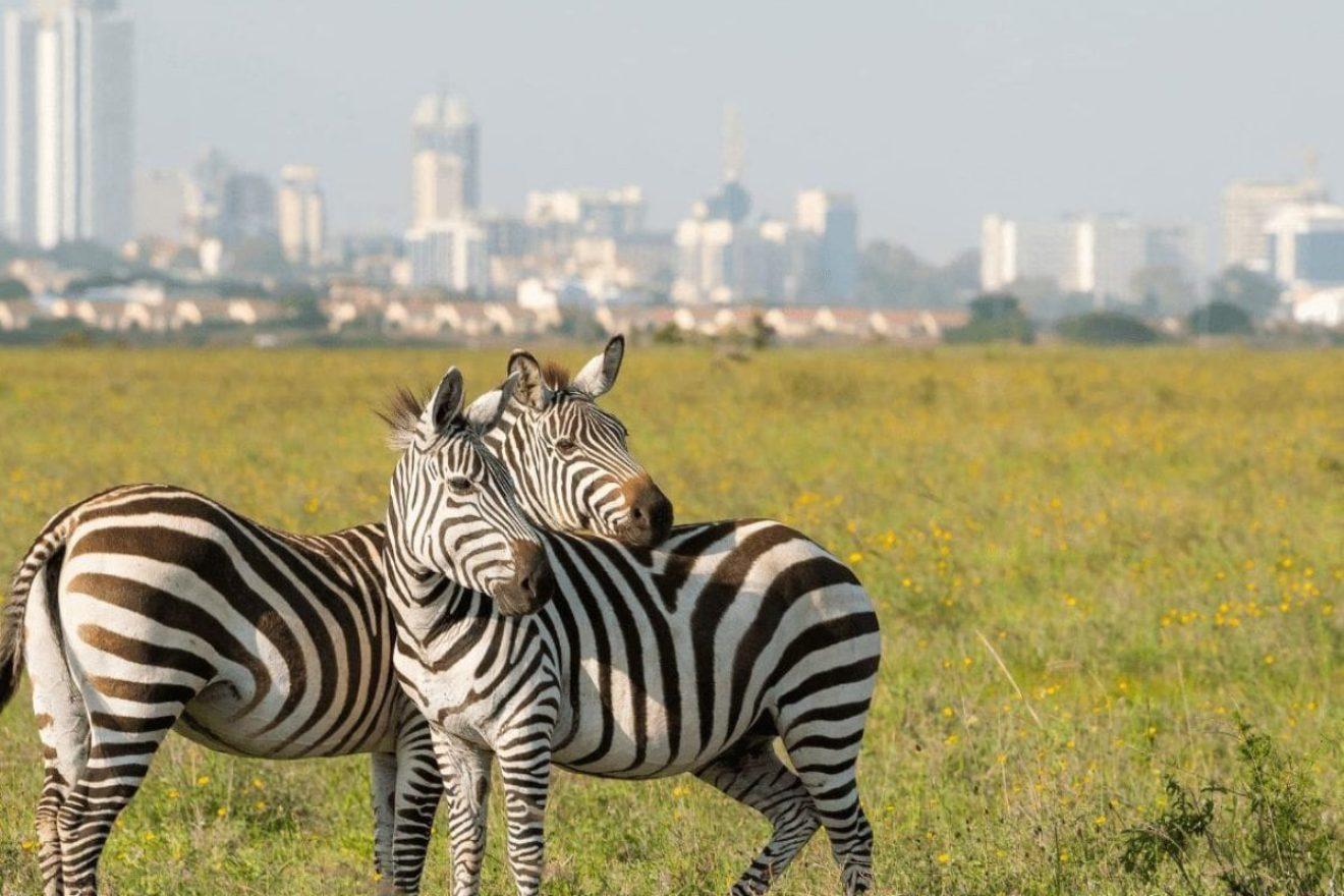 Nairobi Safari: National Park, Elephant Orphanage & Giraffe Center