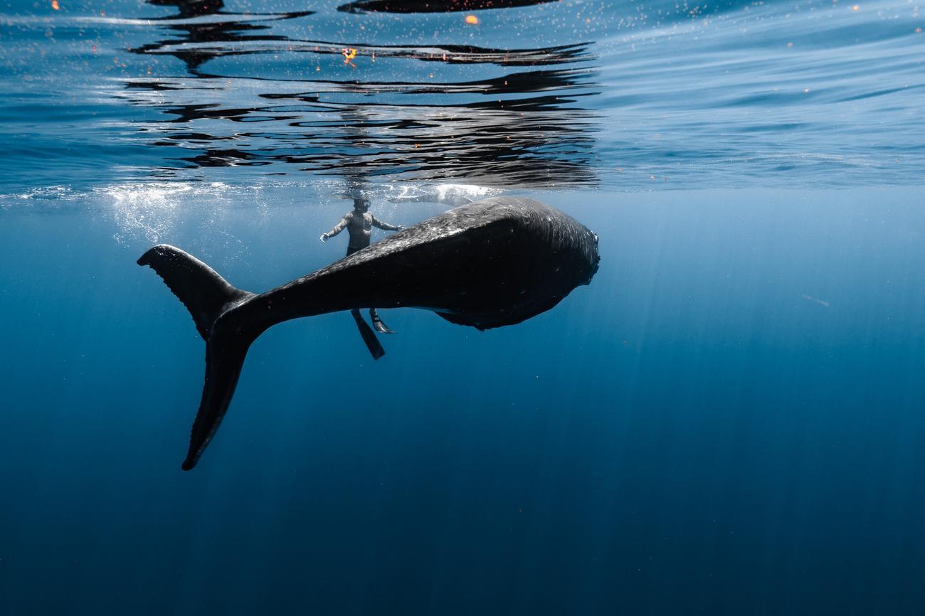 Moorea Whale Watching Adventure