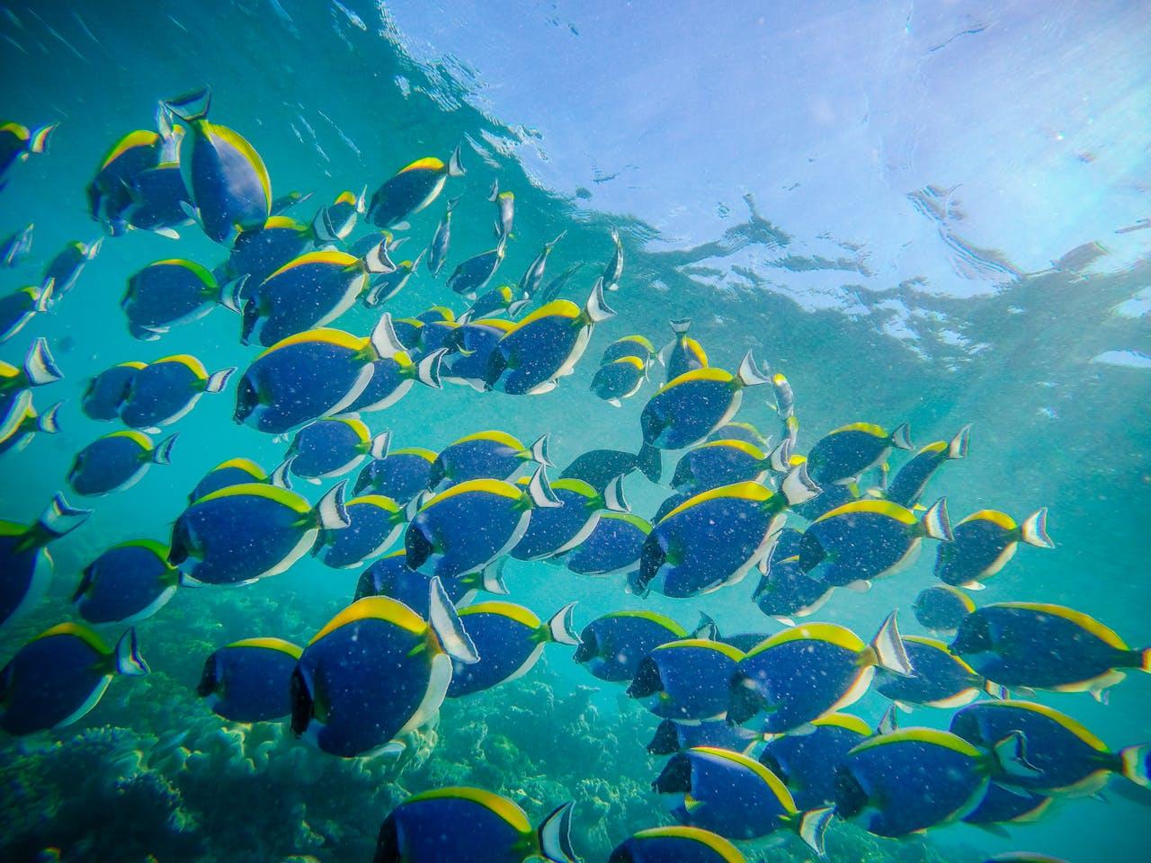 Mnemba Island or Blue Lagoon Snorkeling Adventure