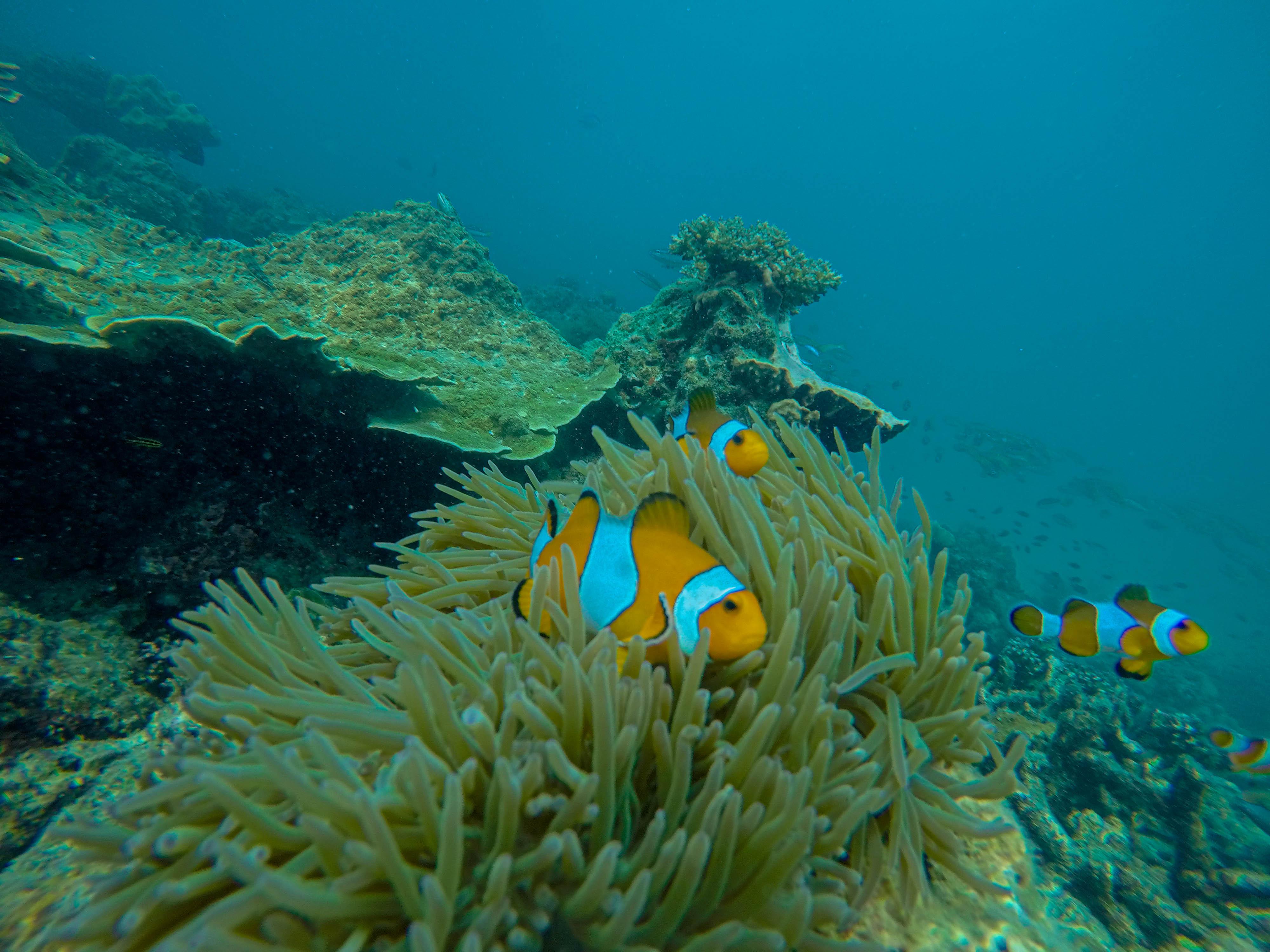 Phi Phi & Bamboo Islands Premium Speedboat Day Trip from Phuket