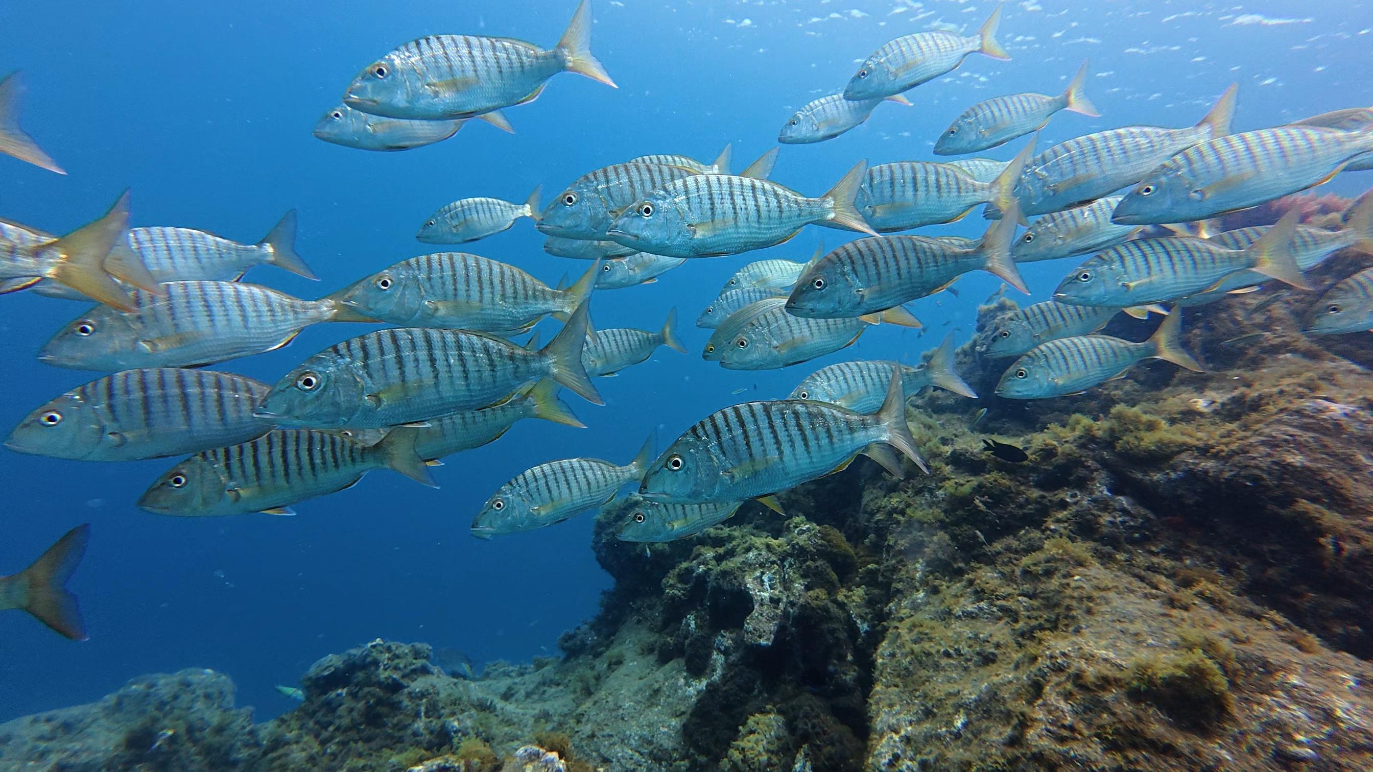 Scuba Diving for Beginners: No Experience Needed, Free Videos