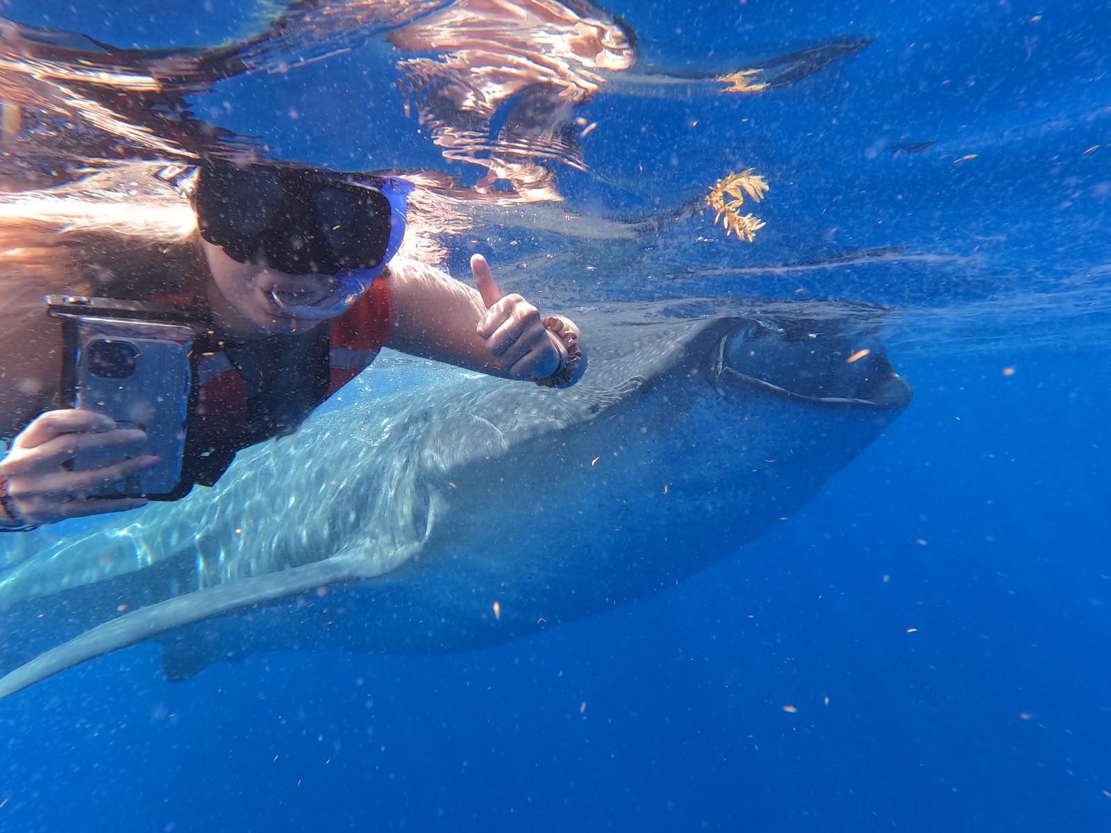 Whale Shark Snorkeling Adventure from Cancún
