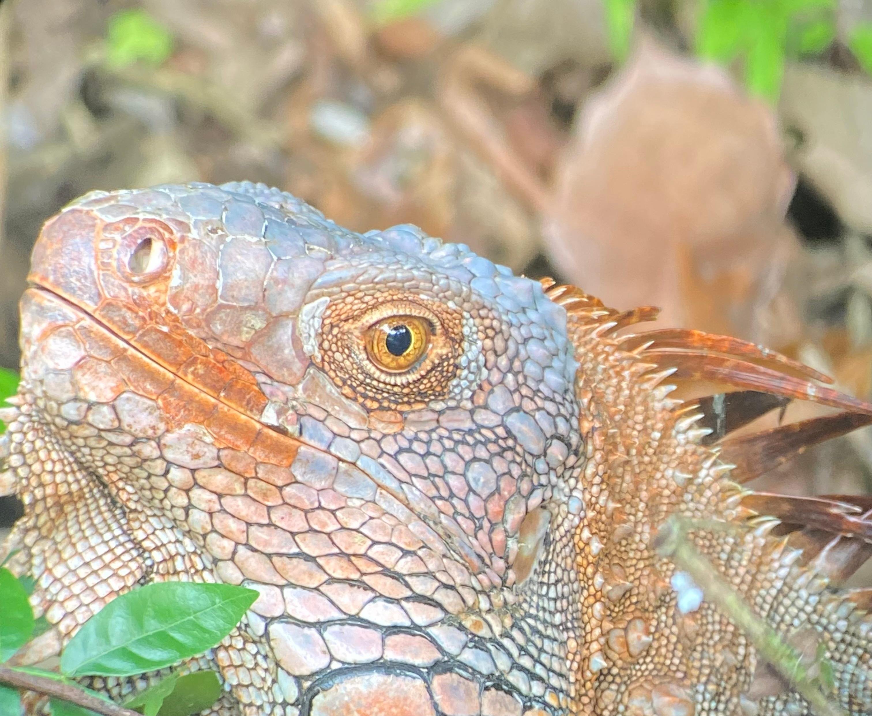 Manuel Antonio National Park: Naturalist-Led Wildlife Walking Tour