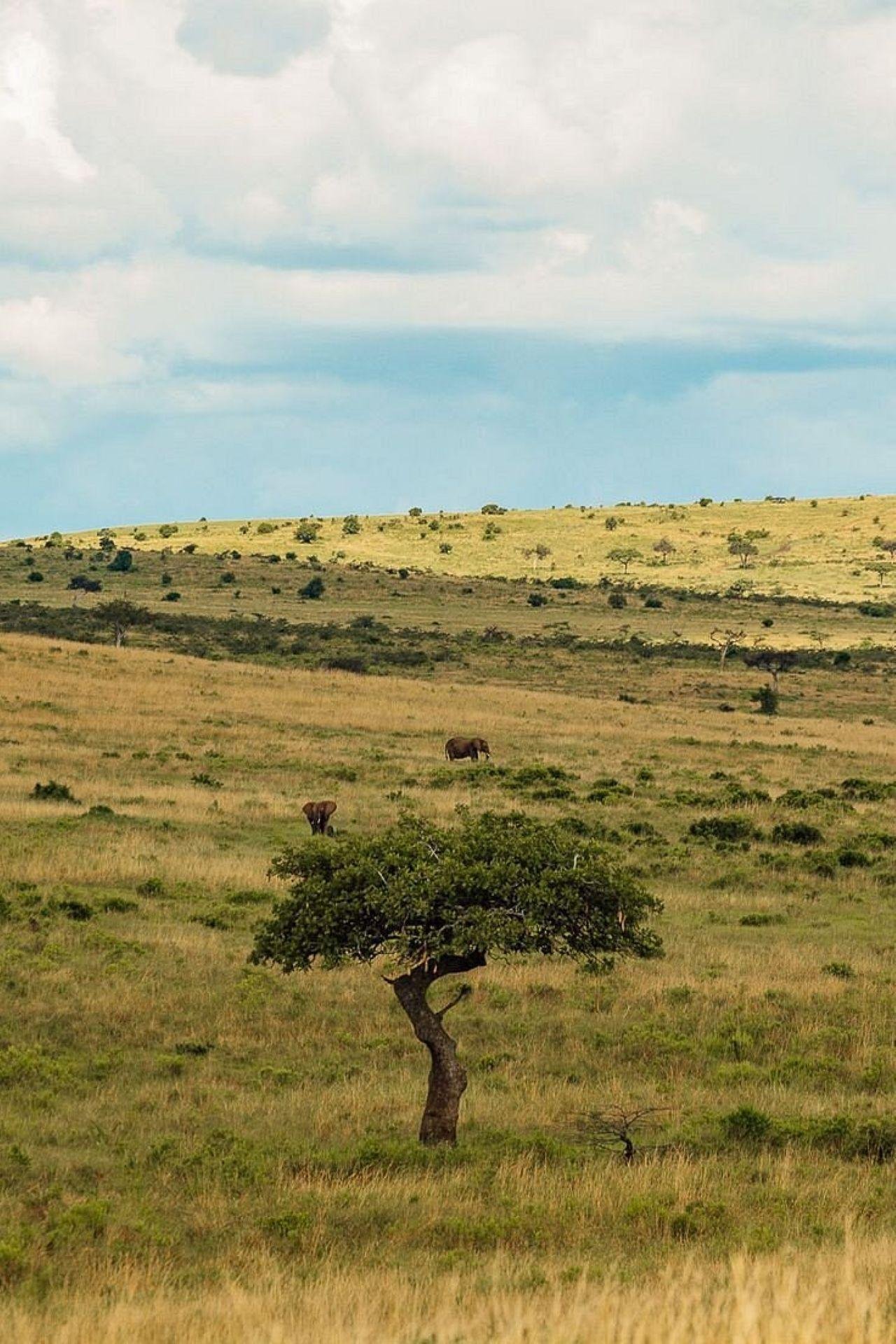 3-Day Maasai Mara Shared Jeep Safari from Nairobi