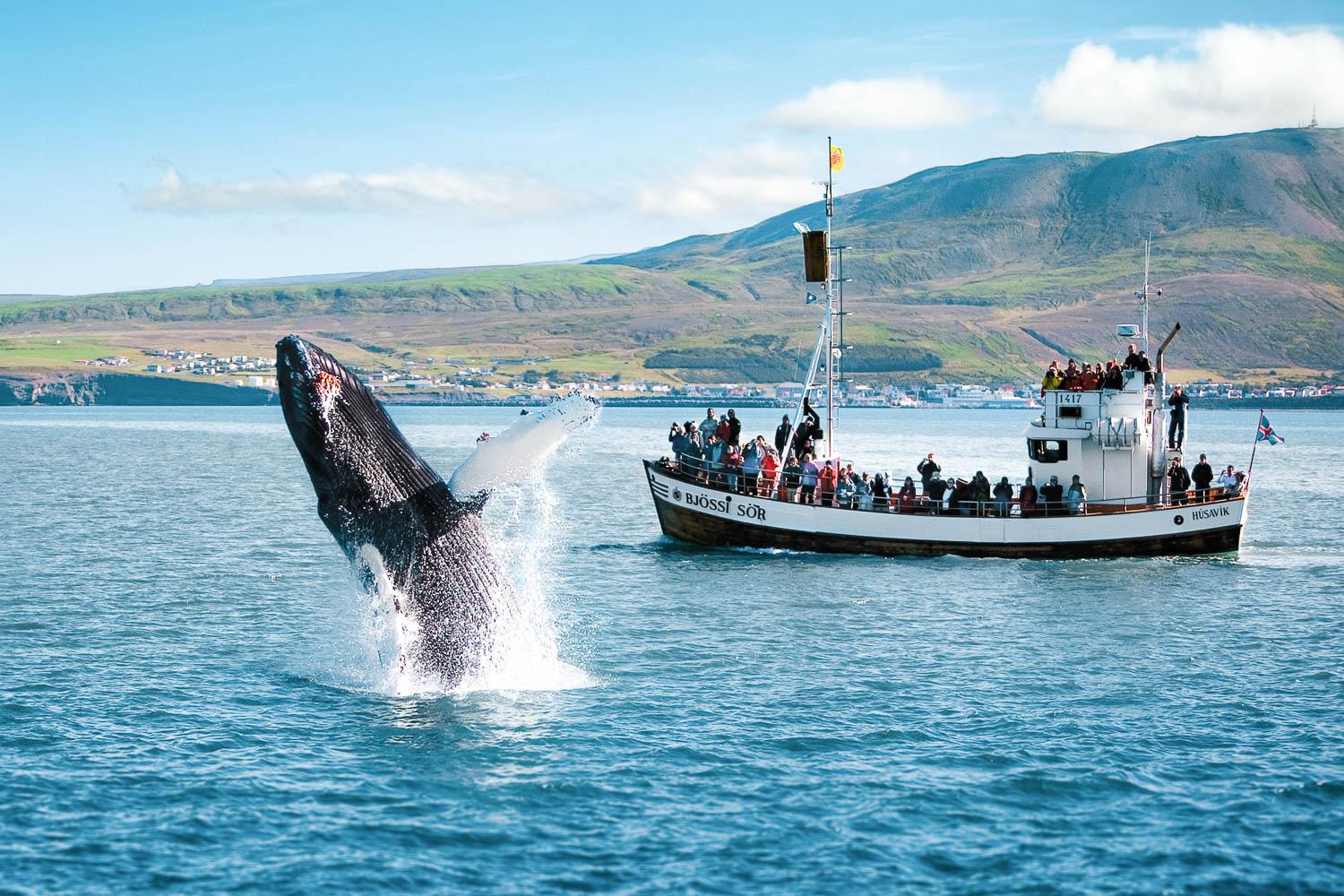 Húsavík Traditional Oak Boat Whale Watching Cruise