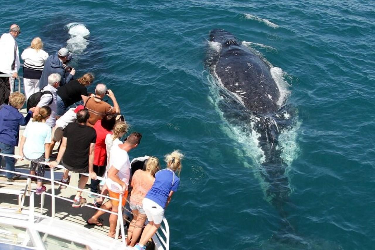 Mirissa Whale & Dolphin Watching Boat Tour