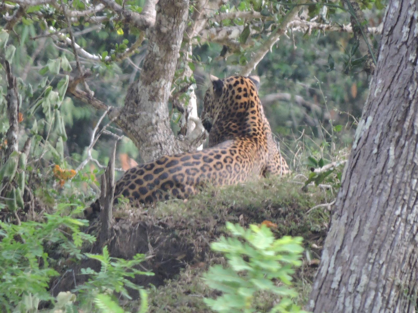 Full-Day Wilpattu National Park Leopard Safari from Anuradhapura