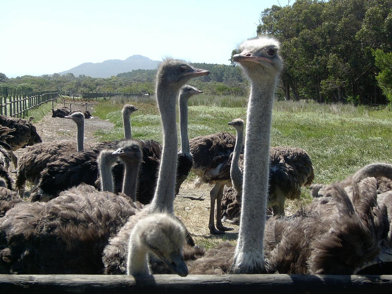 Cape of Good Hope, Penguins & Coastal Highlights Day Tour from Cape Town
