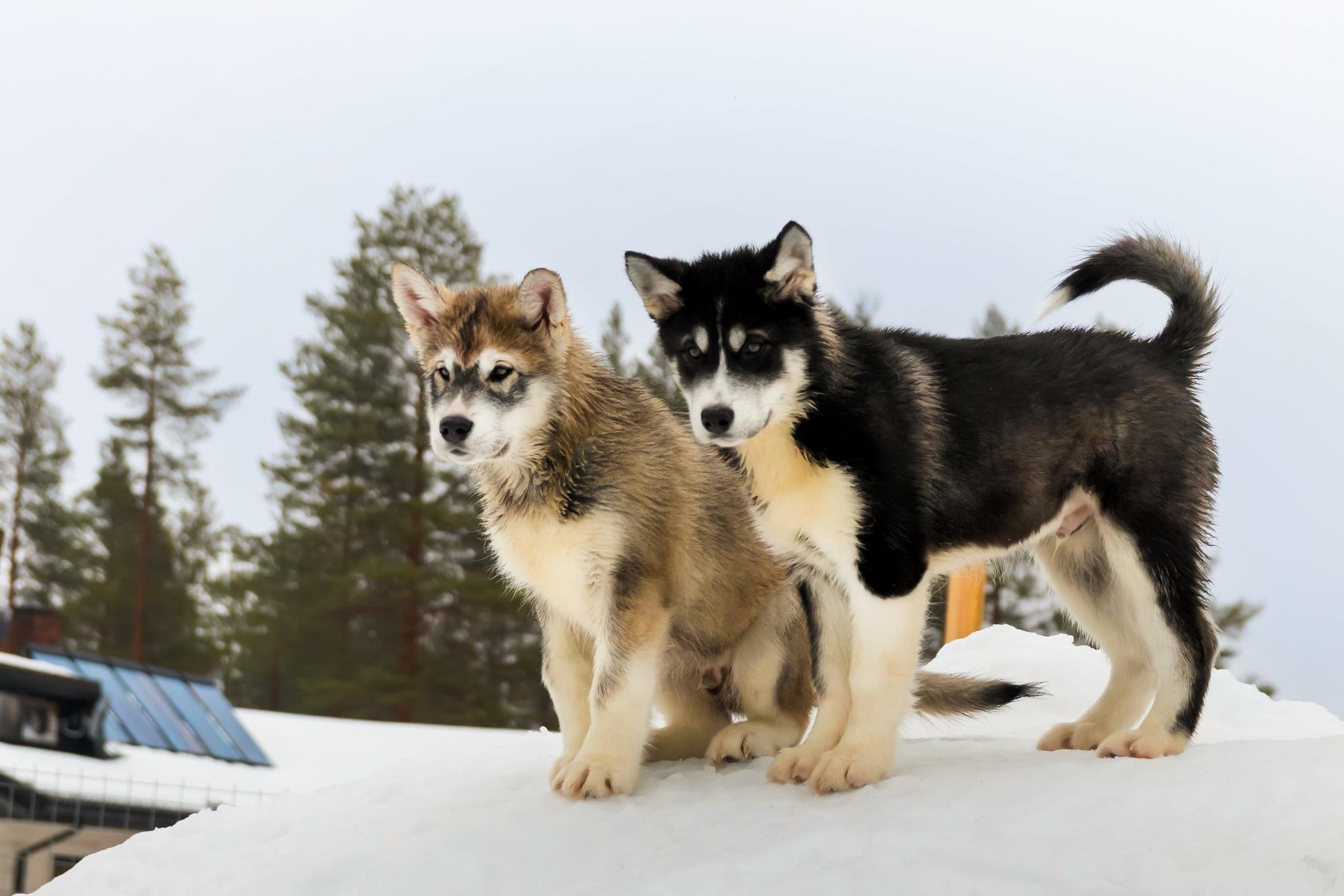 Rovaniemi Husky Safari: Drive Your Own Team & Lapland BBQ