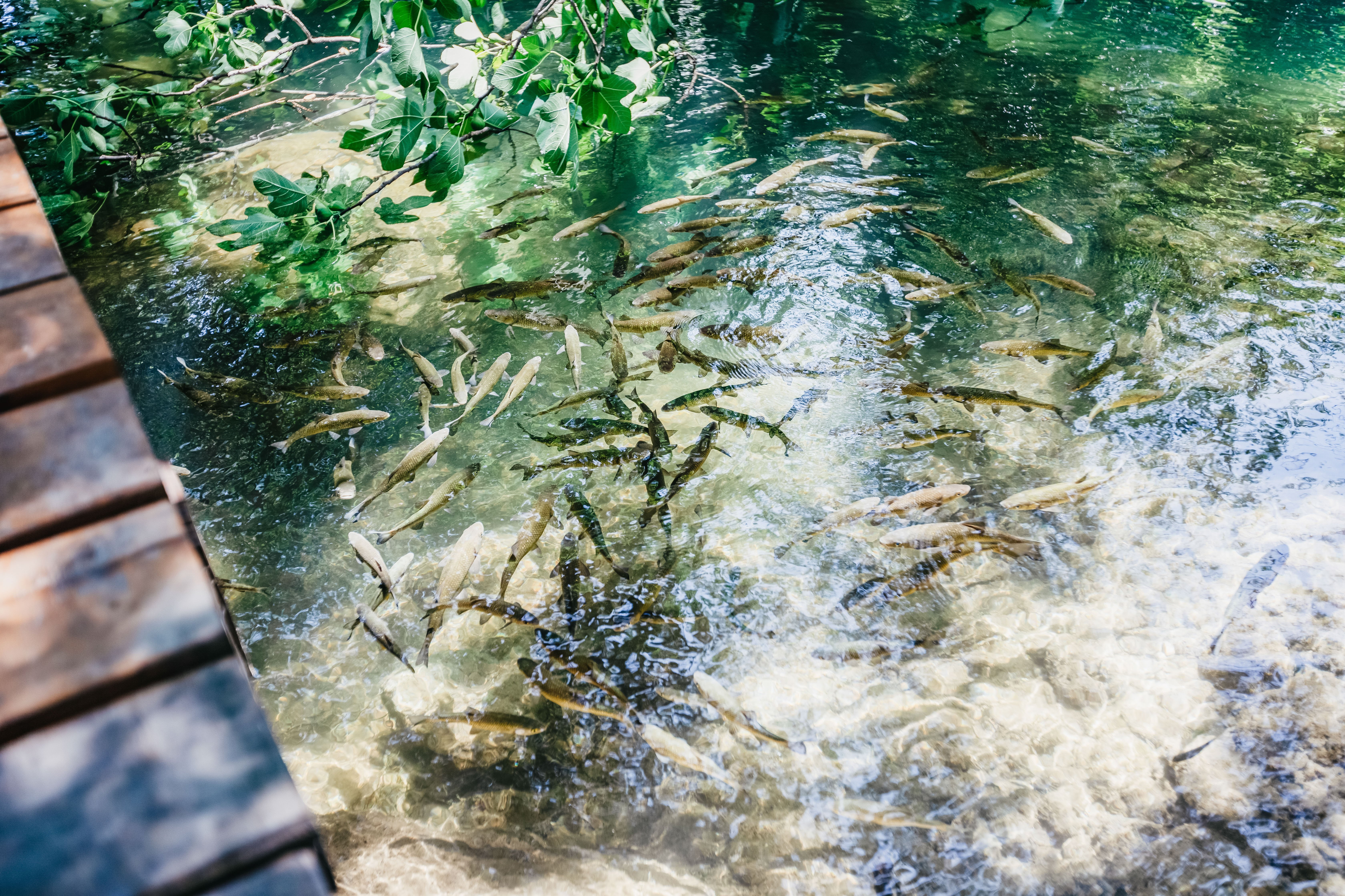 Split: Krka Waterfalls, Boat Cruise & Primosten Swim