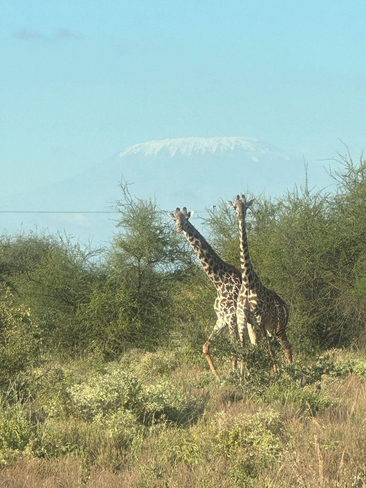 3-Day Maasai Mara Shared Jeep Safari from Nairobi