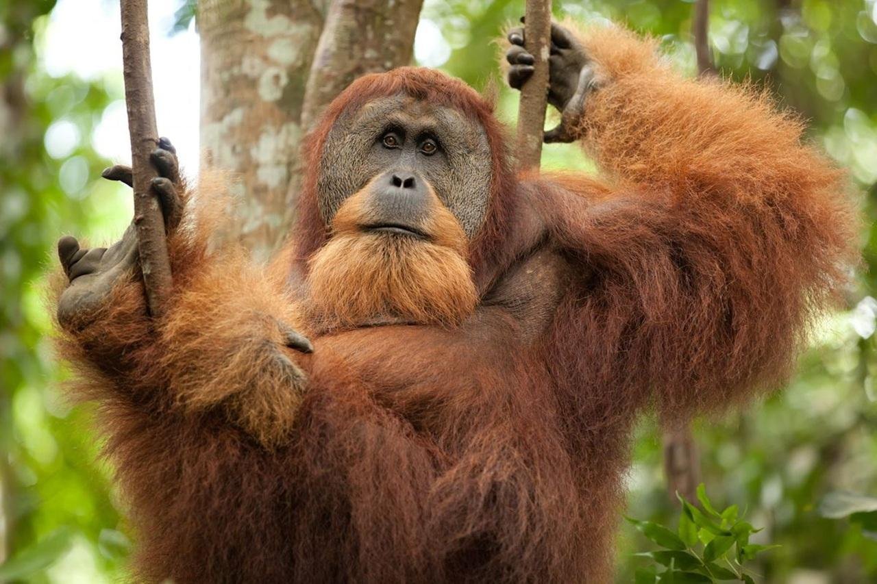 Full-Day Orangutan Trek in Gunung Leuser National Park