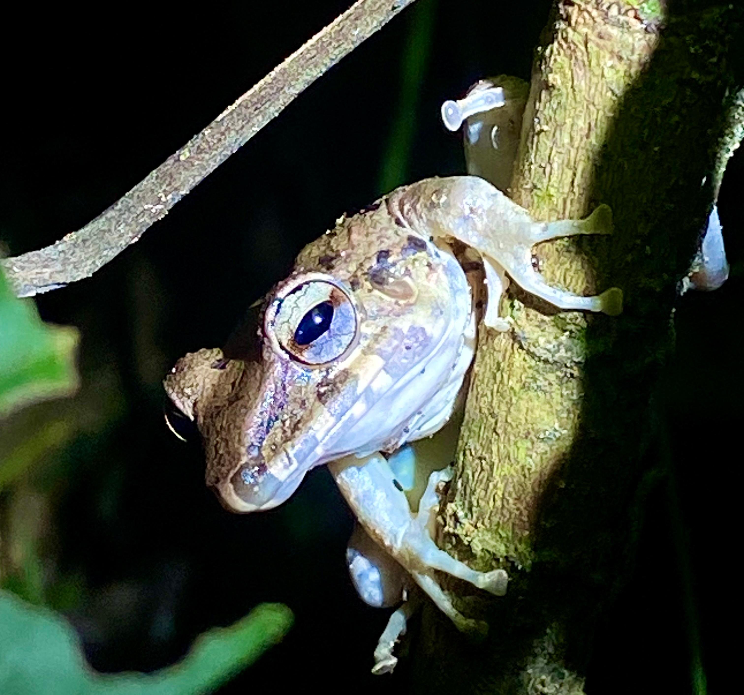 Manuel Antonio Night Wildlife Walk with Expert Naturalist