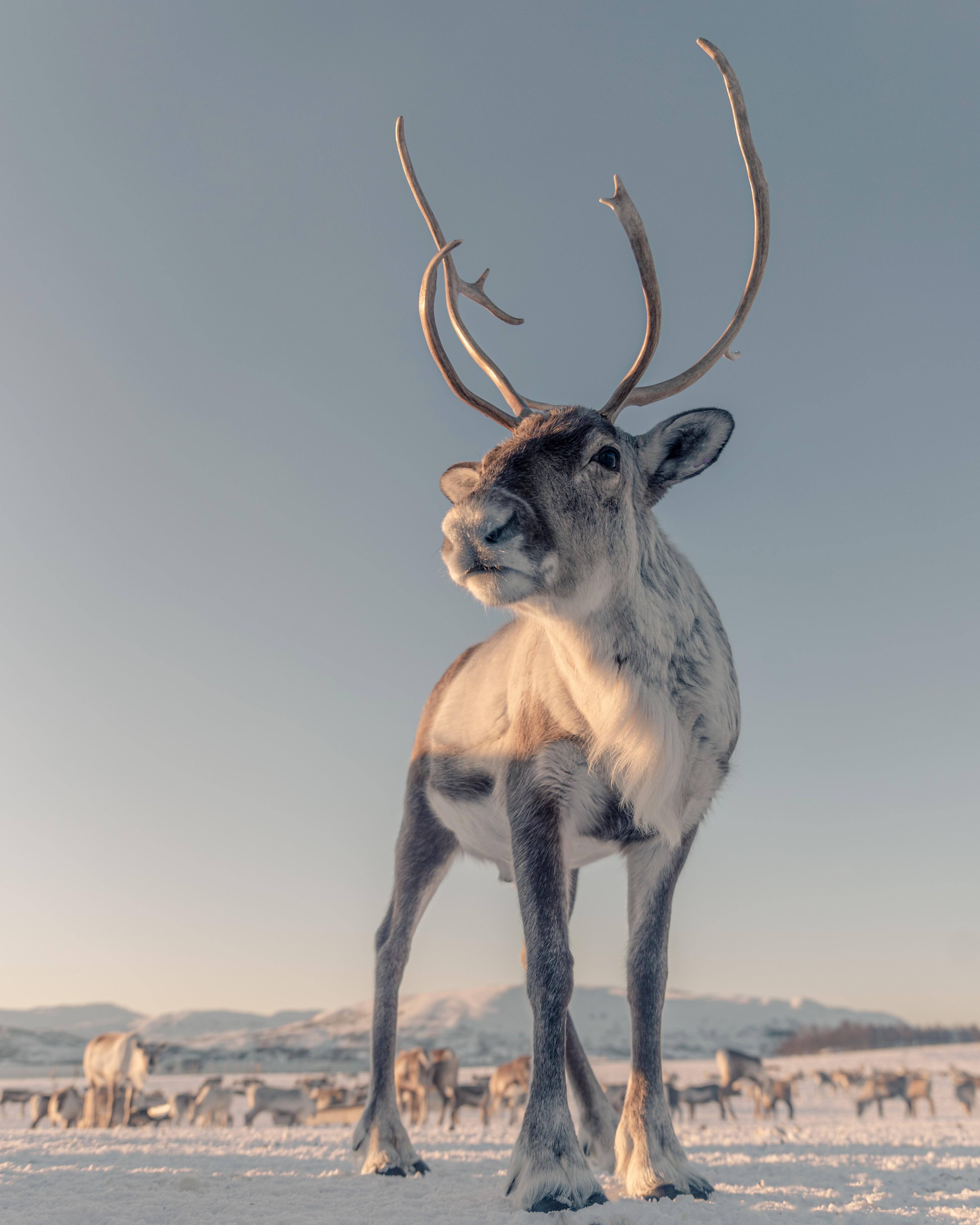 Tromsø: Snowshoeing Tour & Reindeer Encounter with Lunch