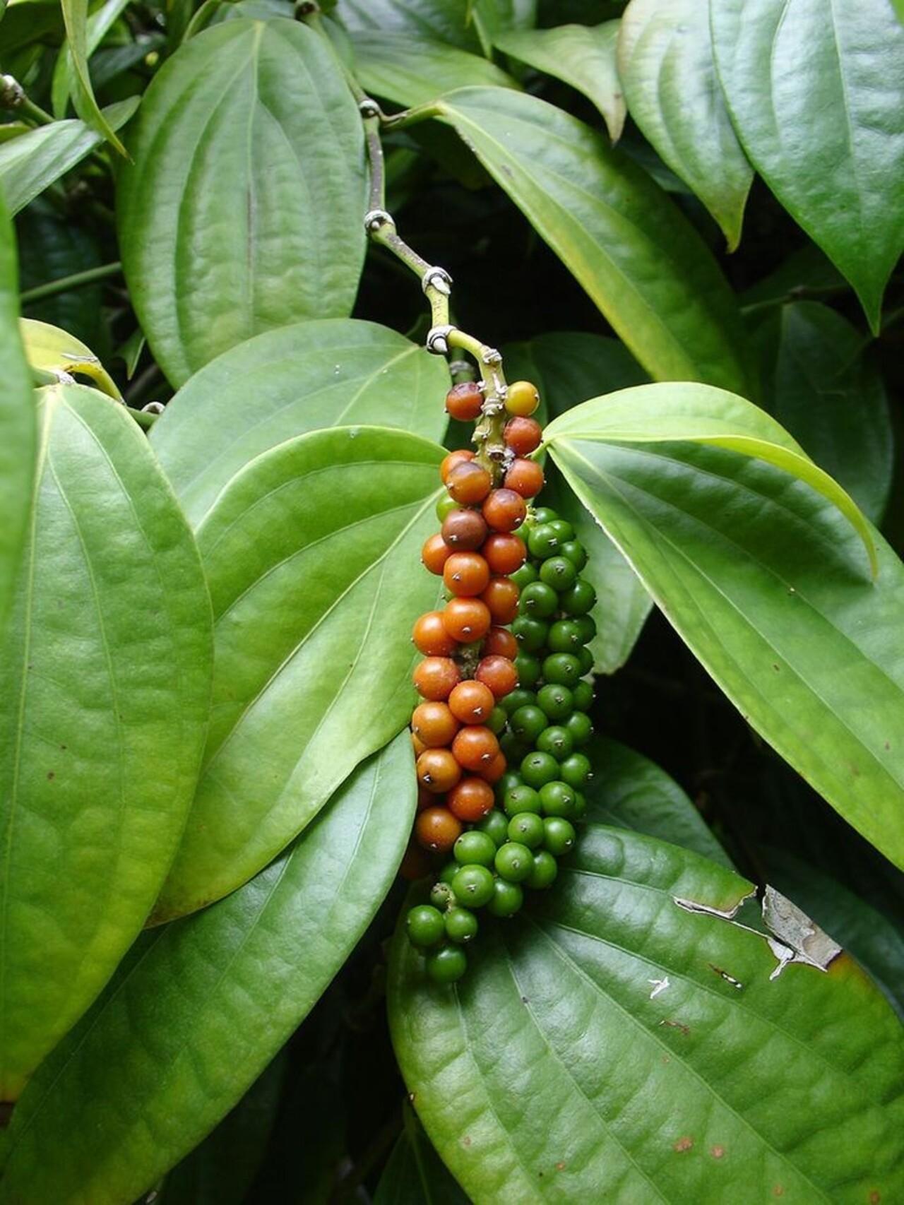 Zanzibar Private Spice Farm Tour with Local Guide