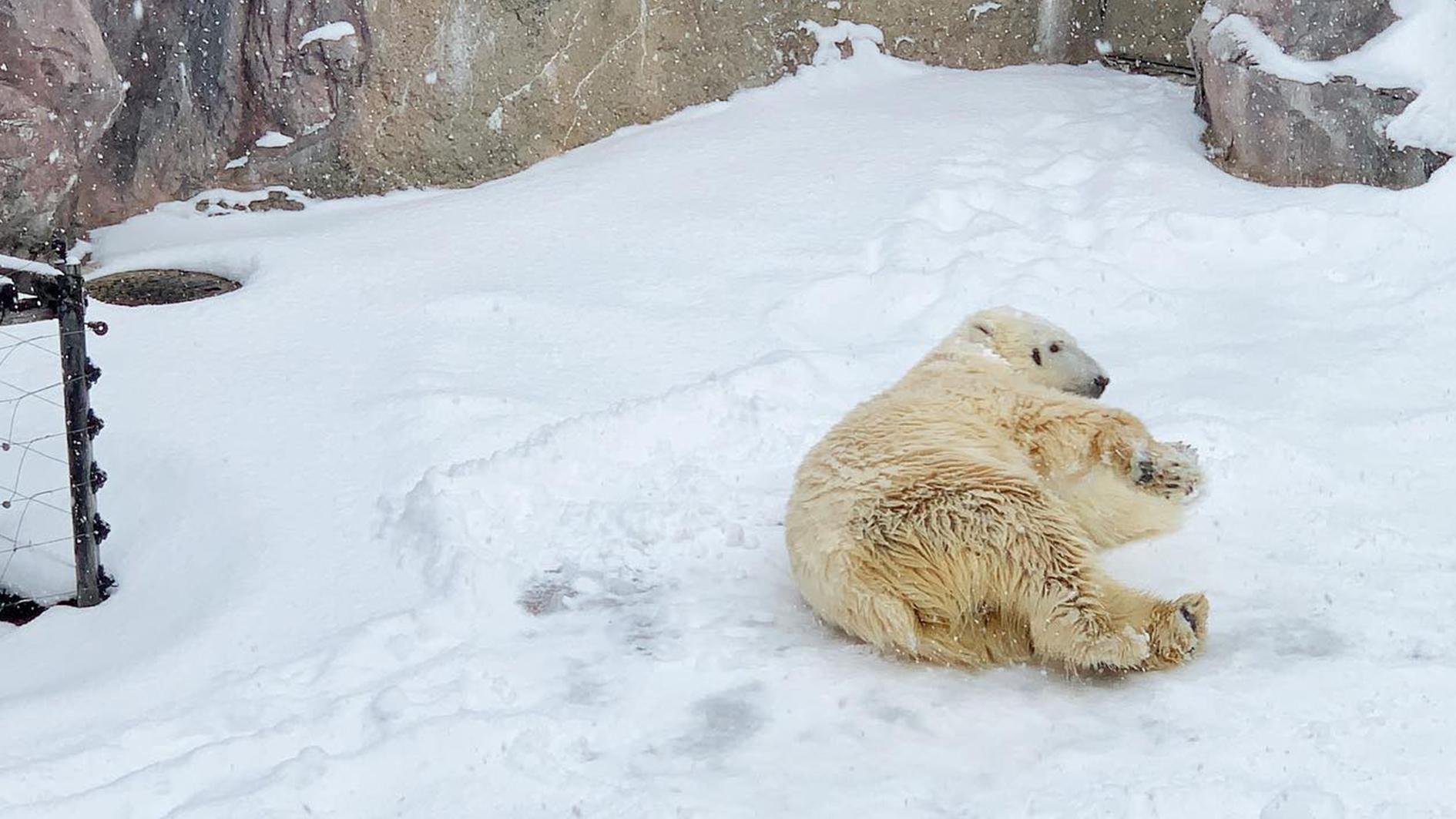 Hokkaido Winter Day Tour: Asahiyama Zoo & Snowfields from Sapporo
