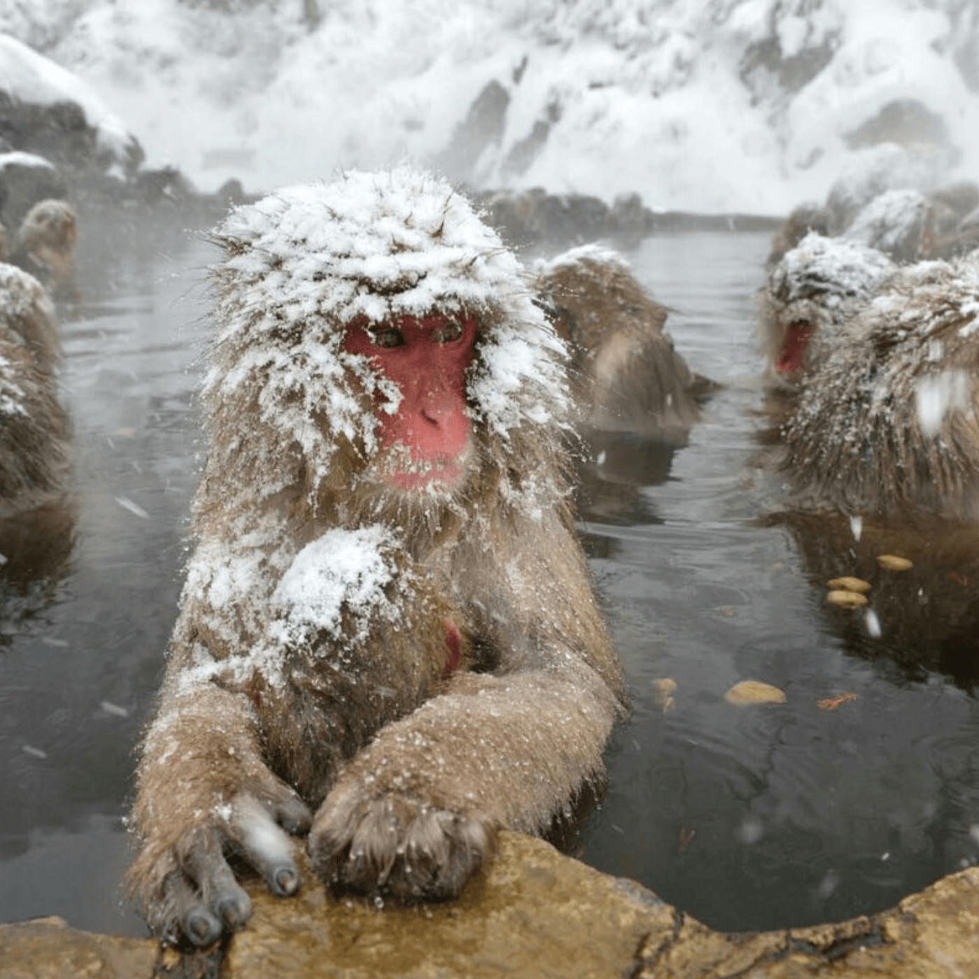 Private Nagano Day Tour: Snow Monkeys, Zenko-ji & Hot Springs from Tokyo