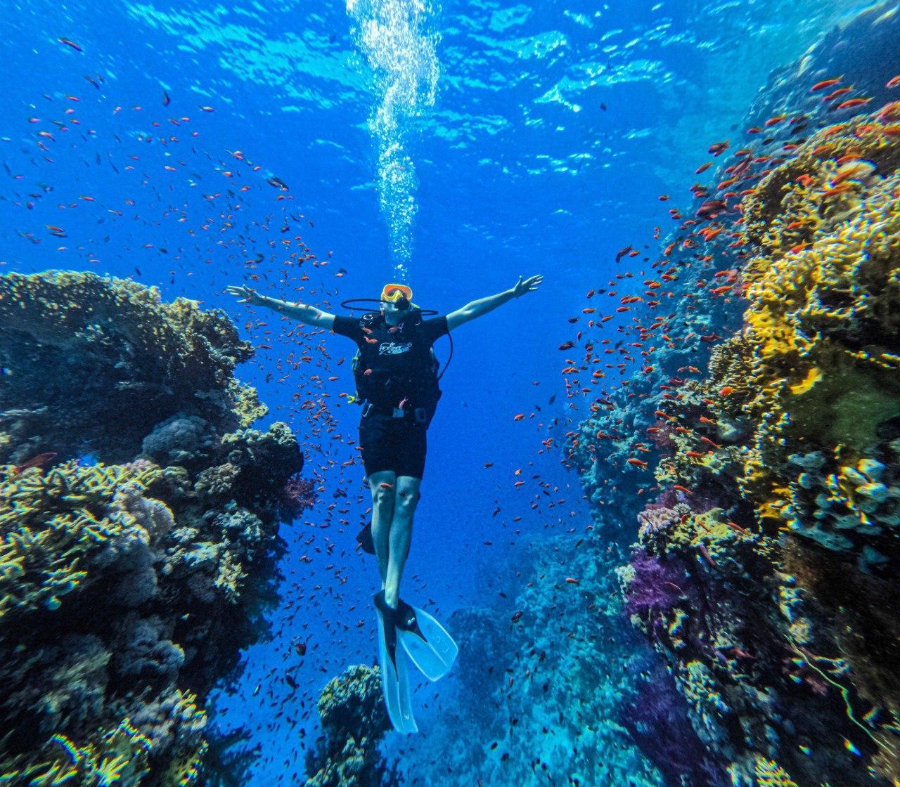 Ras Mohamed & White Island Snorkeling, Diving & Lunch from Sharm