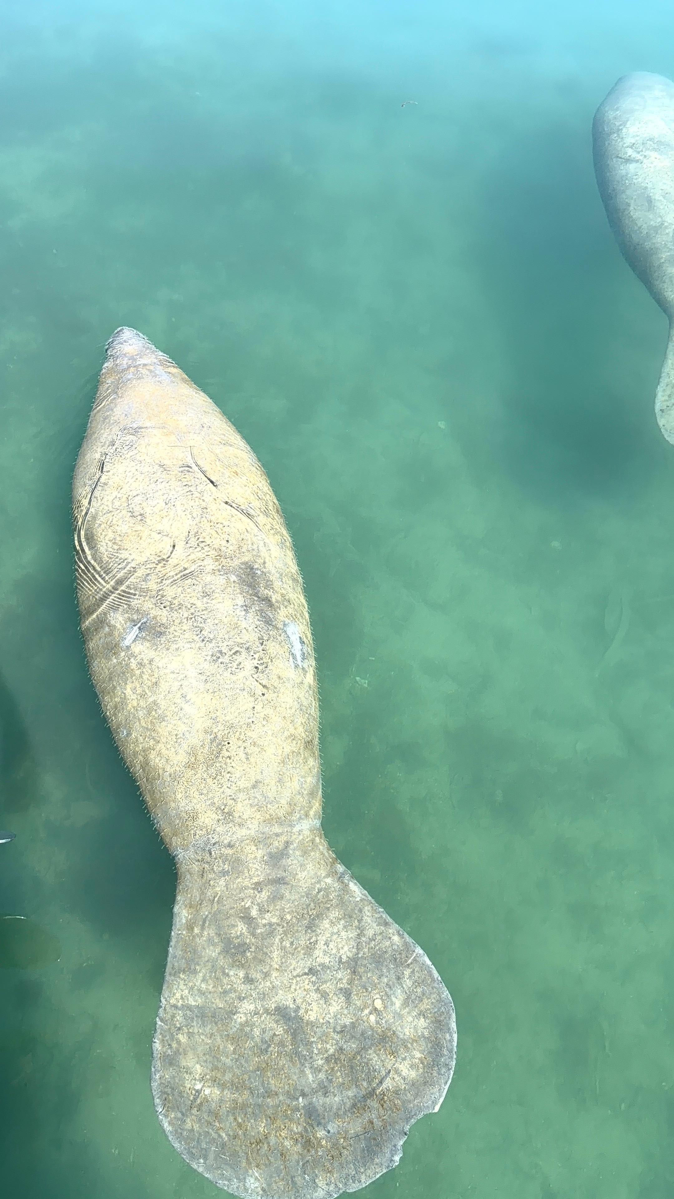 Raccoon Island Miami tour — Biscayne Bay wildlife boat cruise — image 19