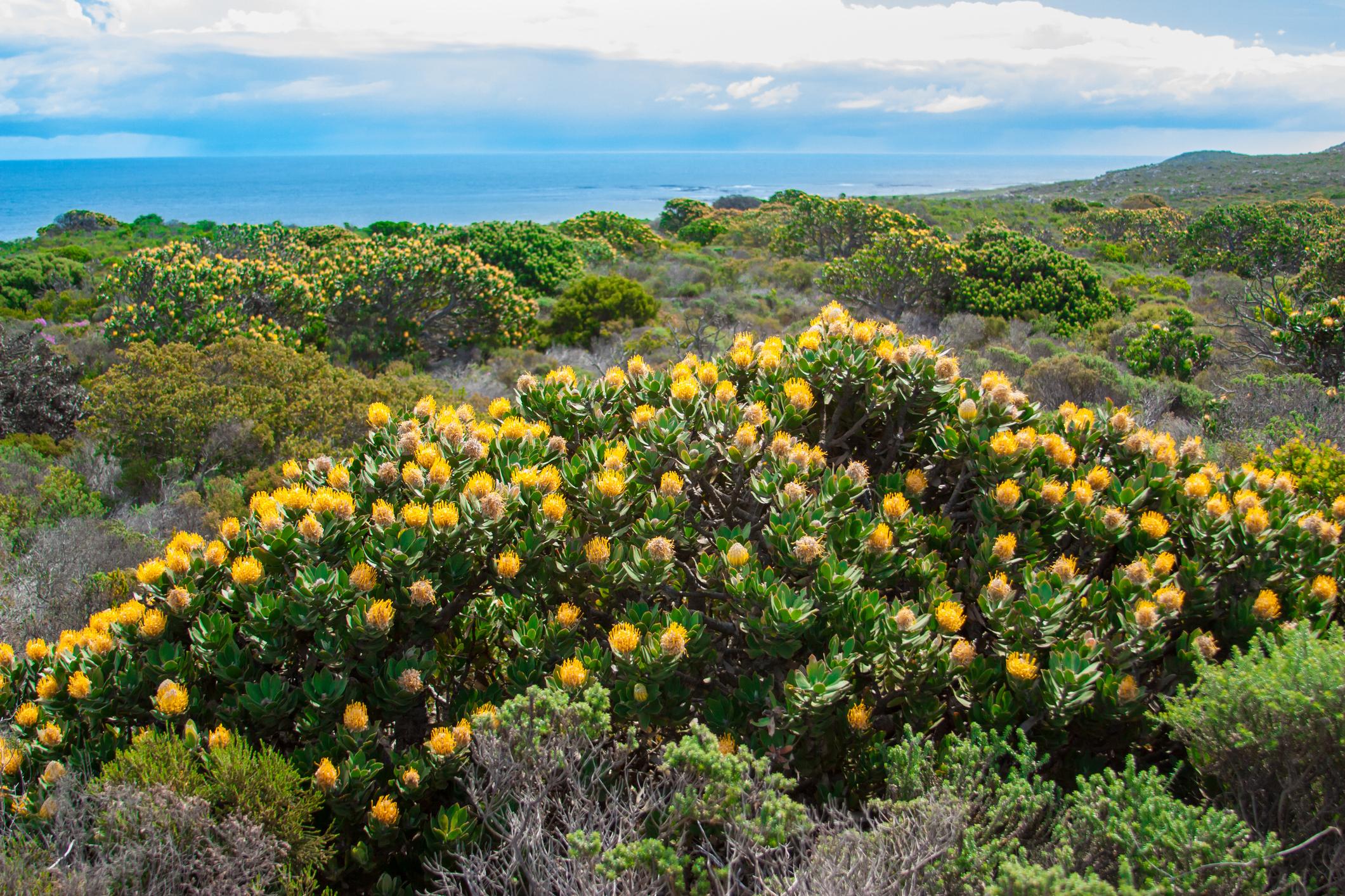Cape of Good Hope, Penguins & Coastal Highlights Day Tour from Cape Town