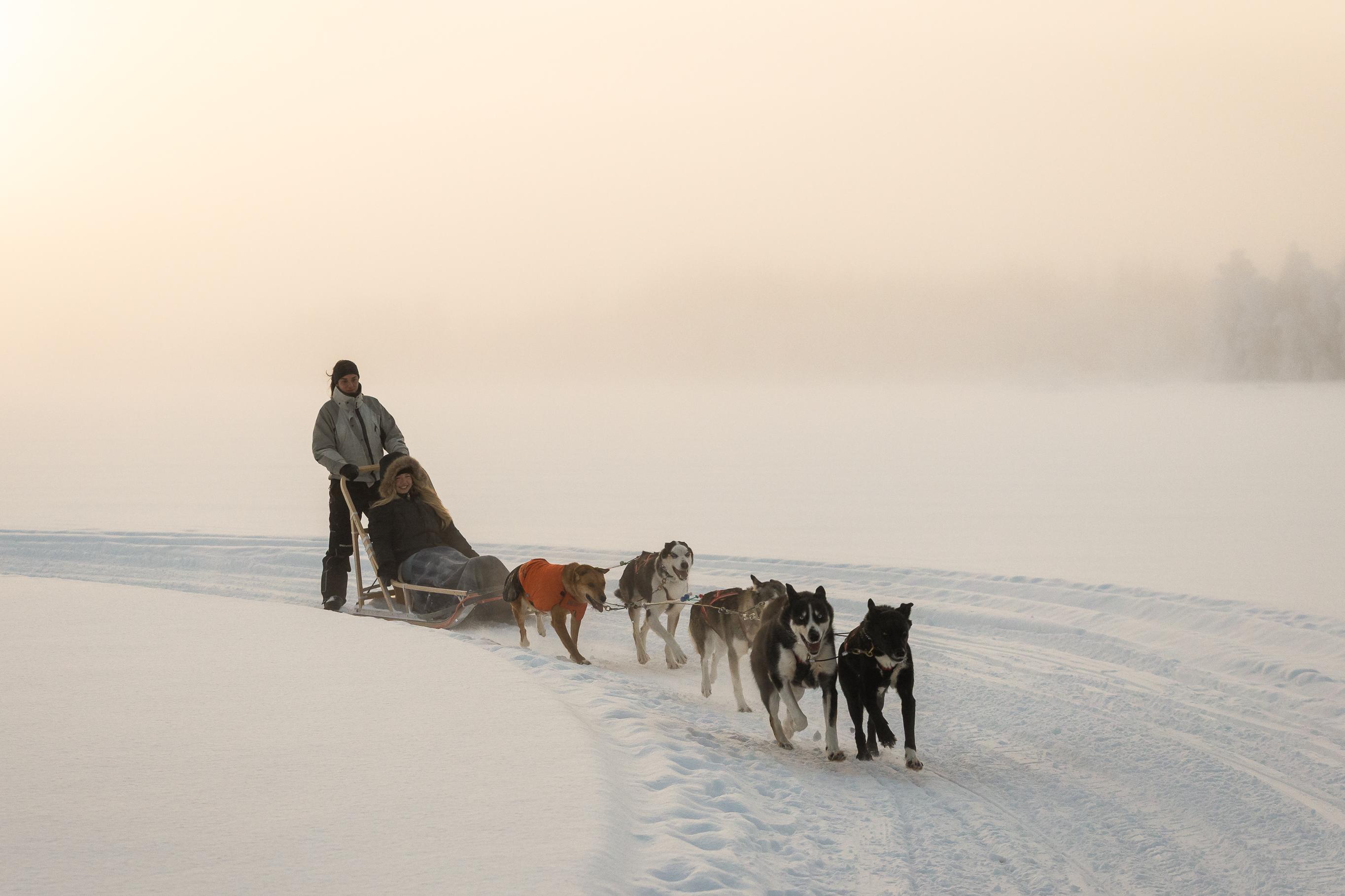 Rovaniemi Daytime Husky Safari