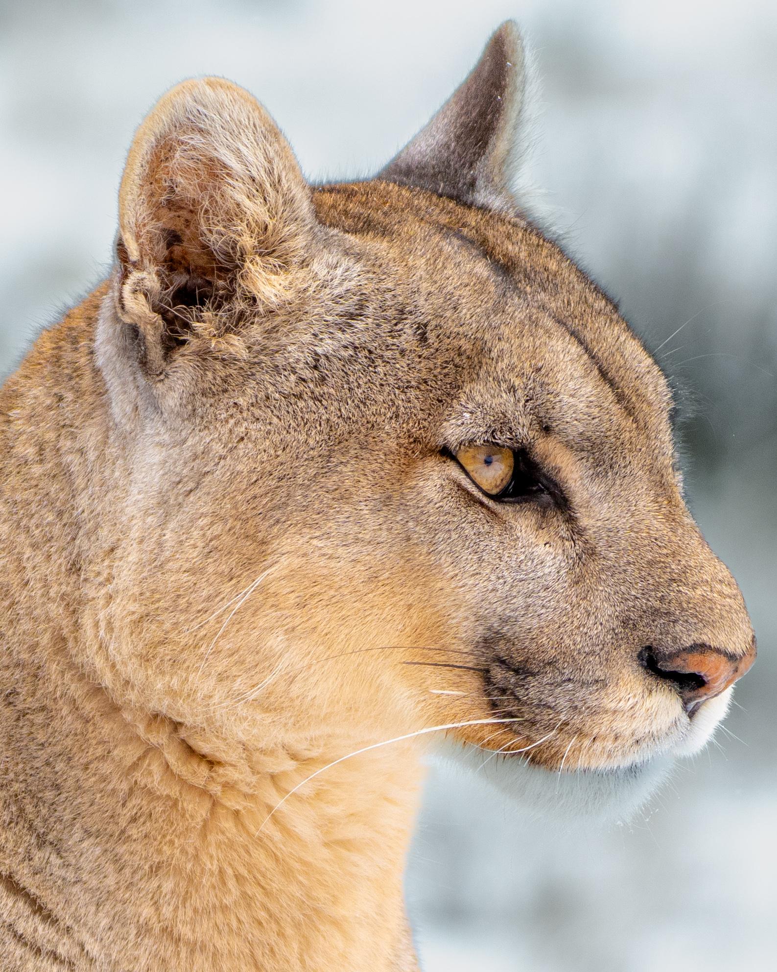 Patagonian Puma Tracking Expedition: Torres del Paine