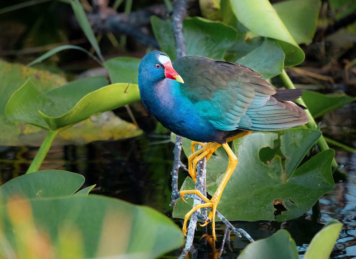 Everglades Mangrove Tunnel Kayaking Eco-Tour