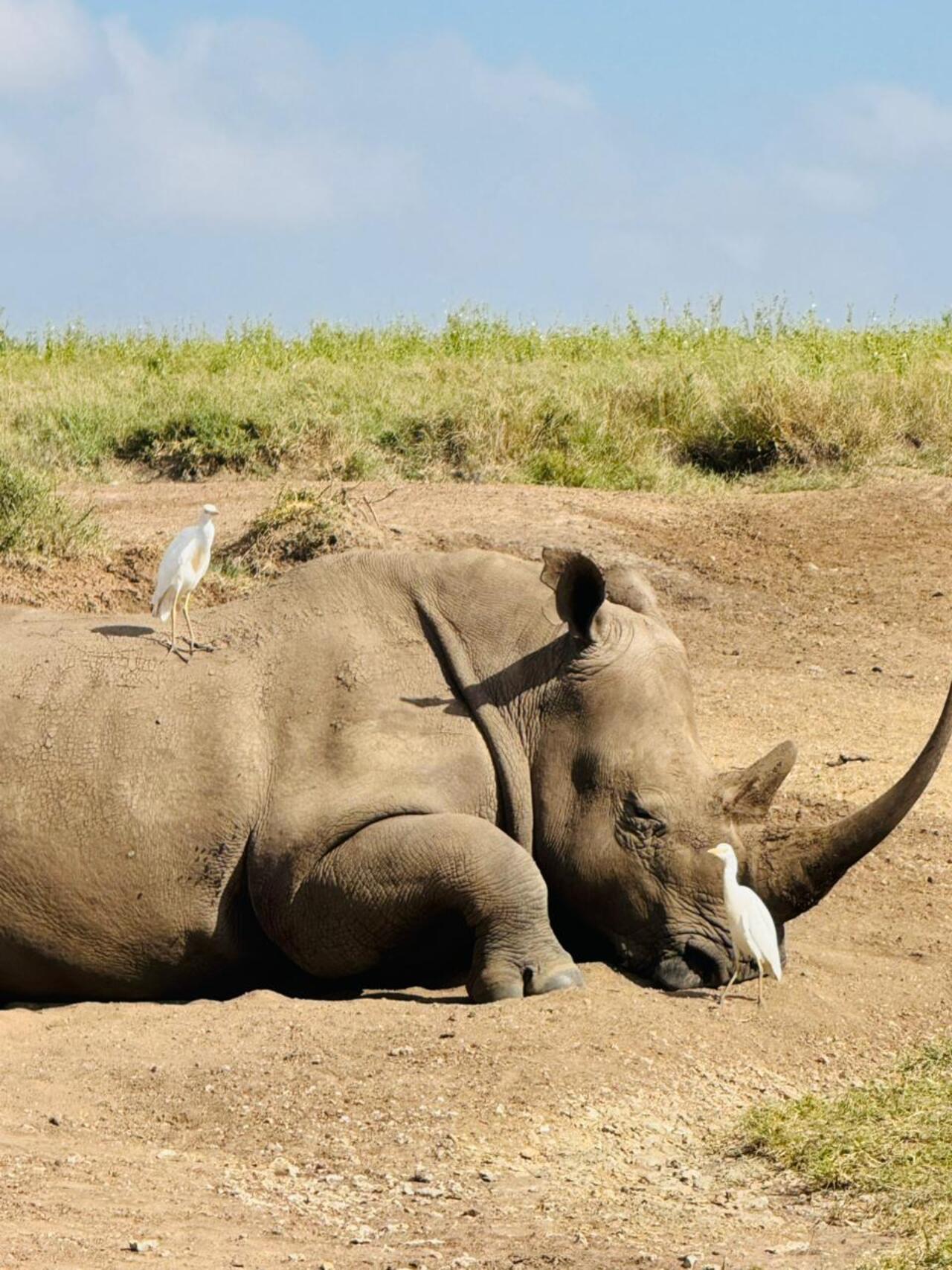 Nairobi National Park 5-Hour 4x4 Wildlife Safari