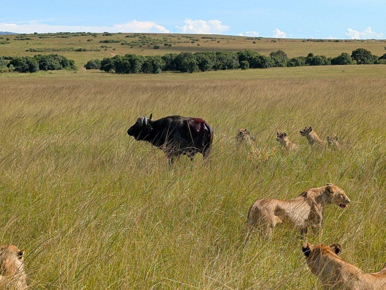 3-Day Maasai Mara Shared Jeep Safari from Nairobi