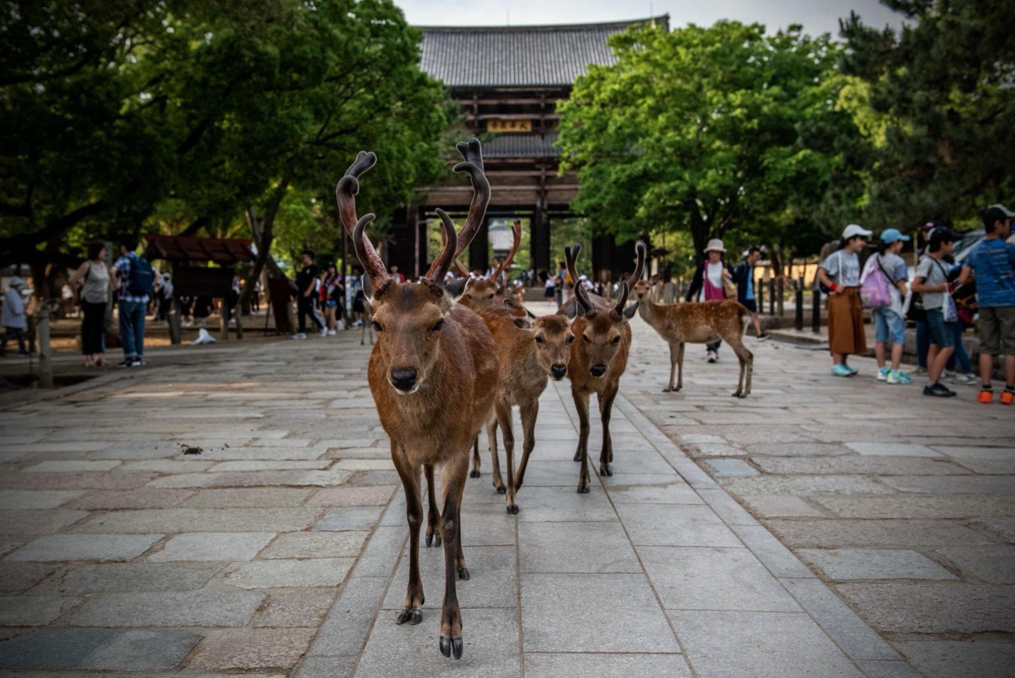 Private Kyoto & Nara Custom Day Tour with Hotel Pickup