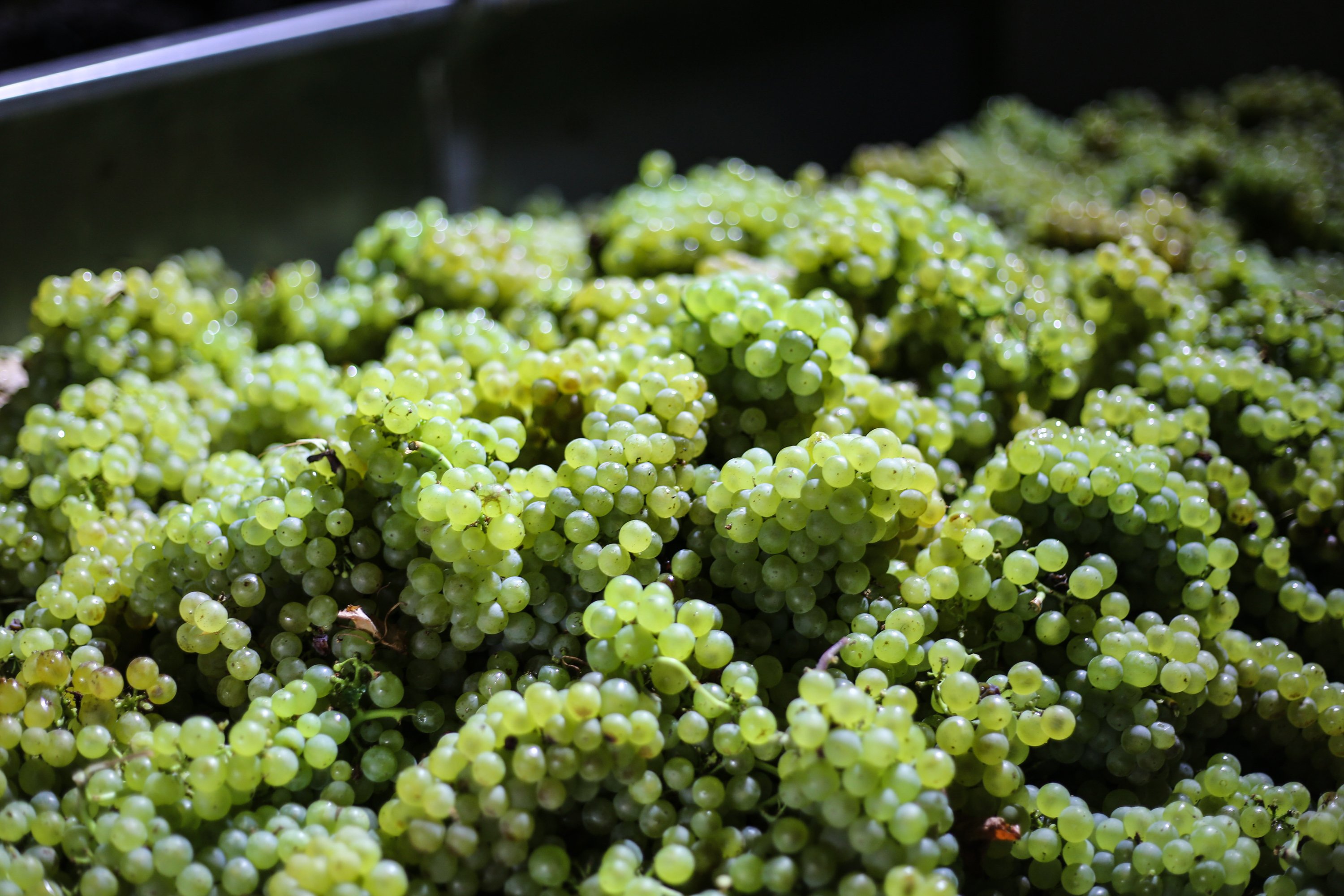 Cretan Olive, Wine & Raki Experience