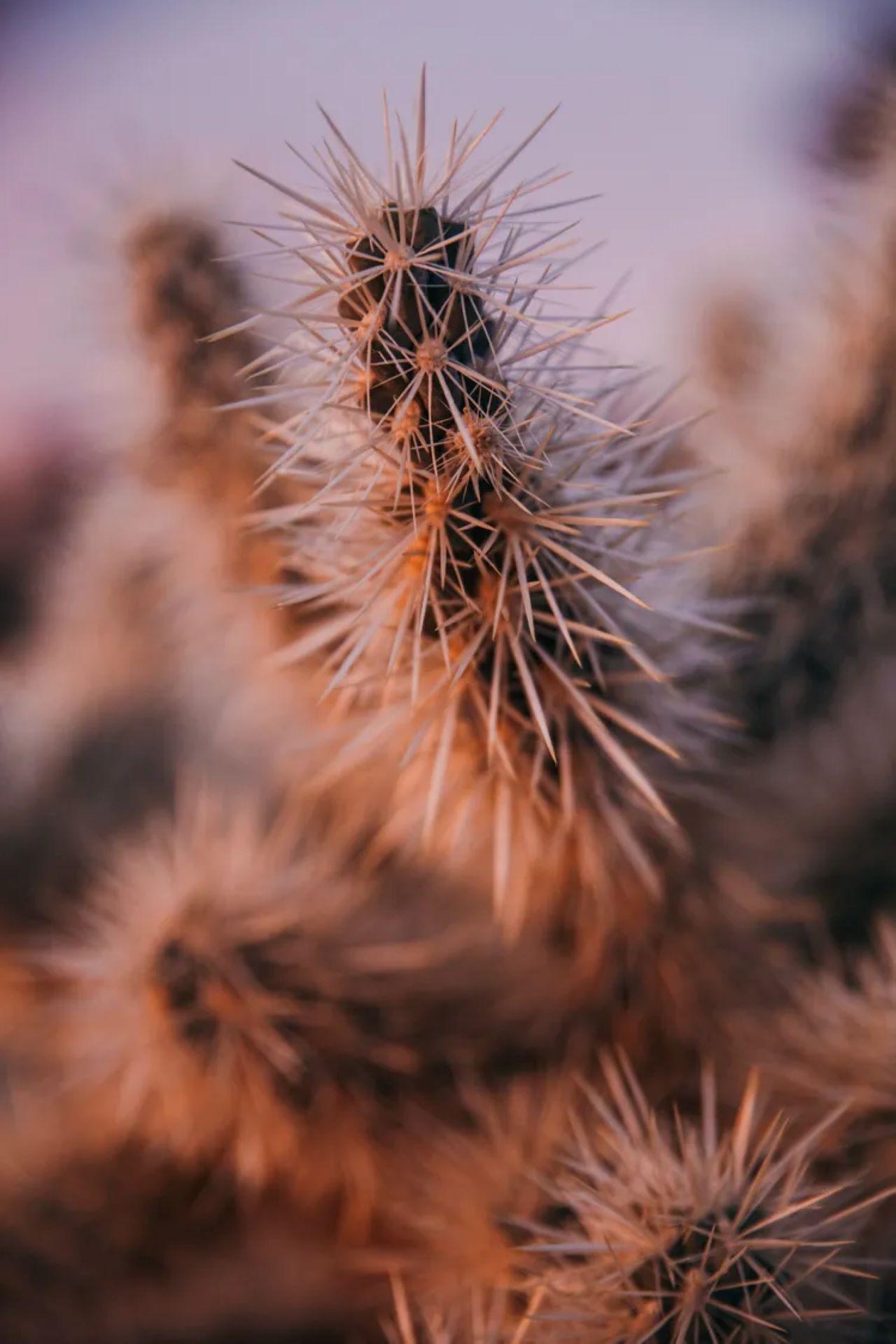 Wanderung unter dem Sternenhimmel in Joshua Tree — Joshua Tree Connectivity LLC