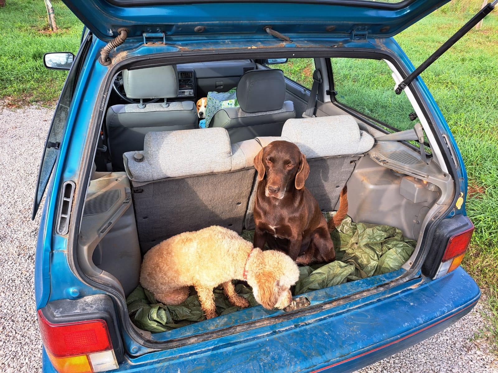 Istrian Truffle Hunt with Expert Foragers